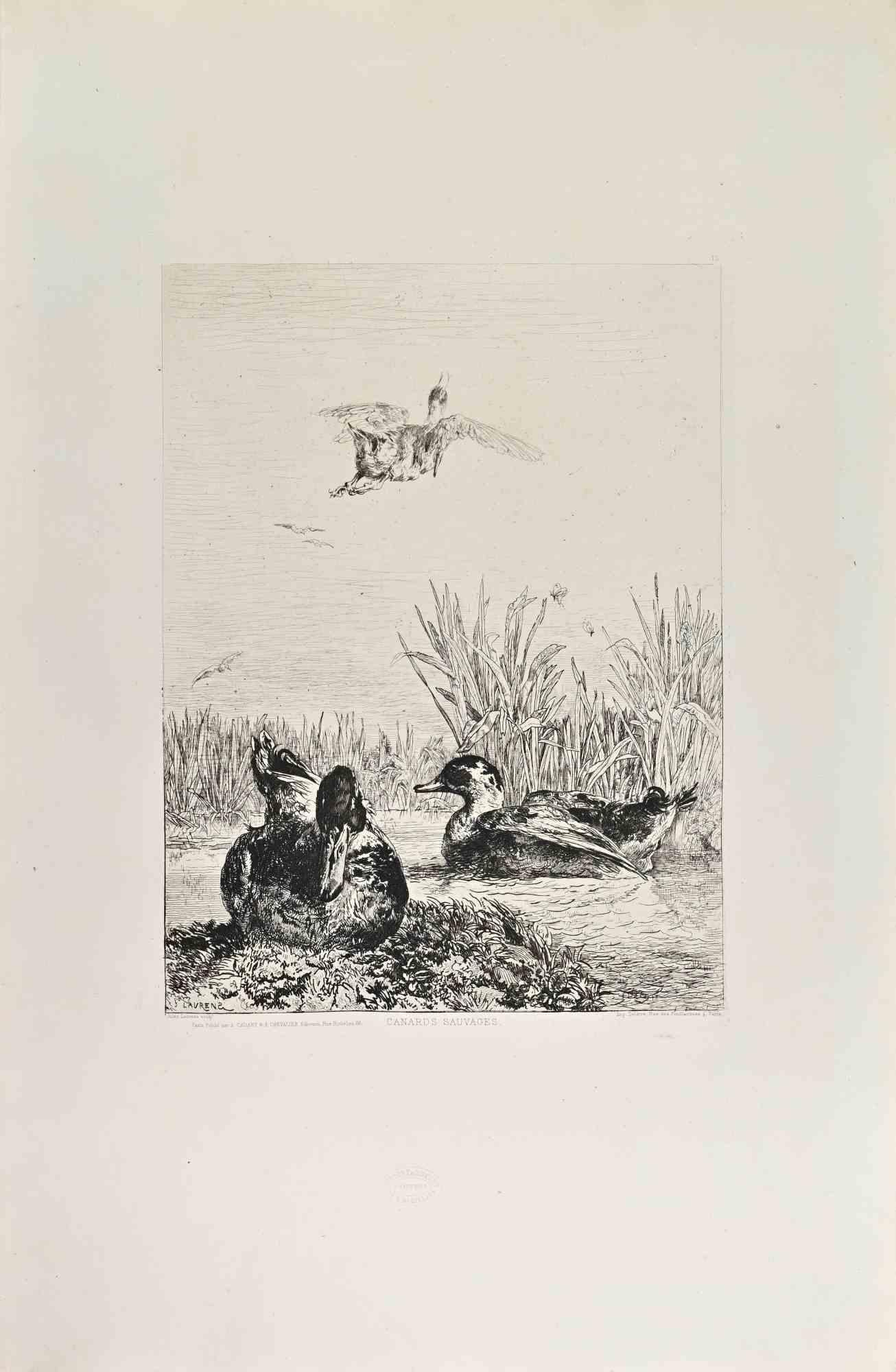 Canards Sauvages is a black and White etching realized by Jules Herau in the Late 19th Century. 

Titled in the lower

Image Size: 32x24

Very good impression.

Realized by Cadart for the "Société des Aquafortistes. Born on the initiative of the