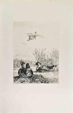 Canards Sauvages - Aguafuerte de Jules Herau - Finales del siglo XIX