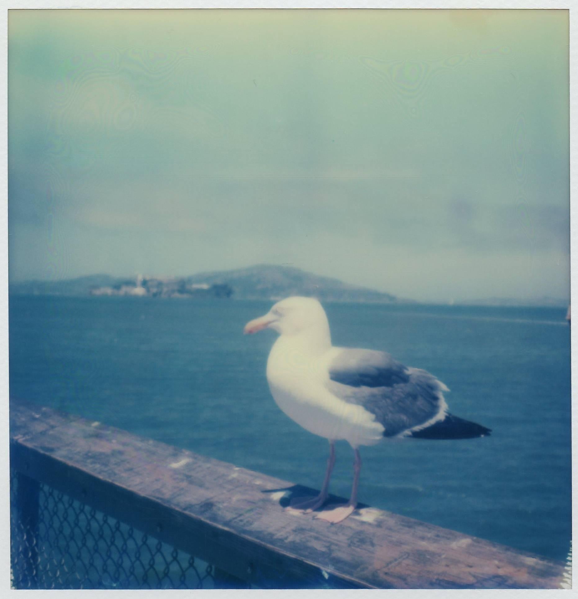 Julia Beyer Color Photograph - Alcatraz Seagull - Contemporary, Polaroid, 21st Century, Photography
