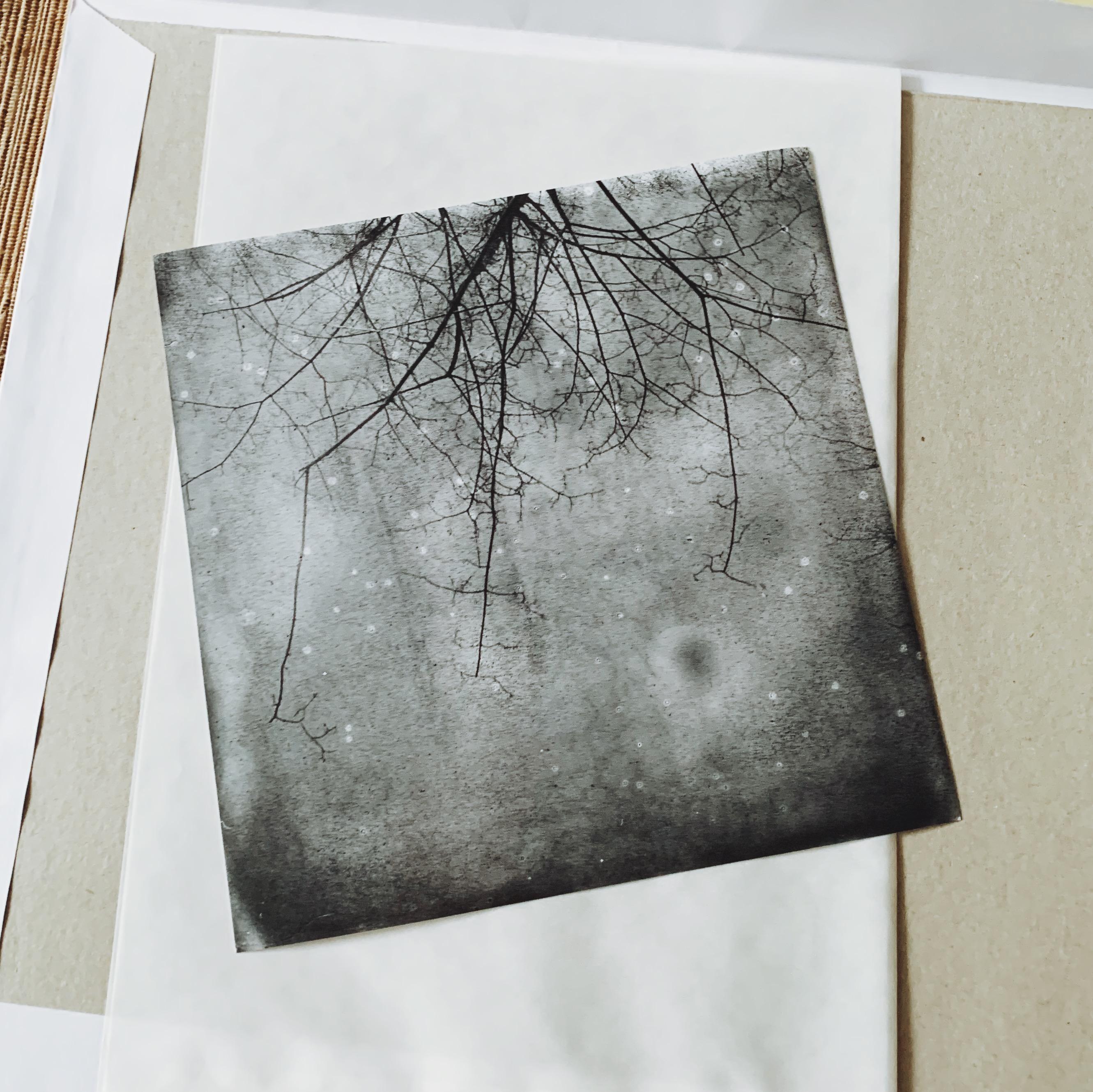 And also the Trees - 21st Century, Polaroid, Landscape Photography, Contemporary 1