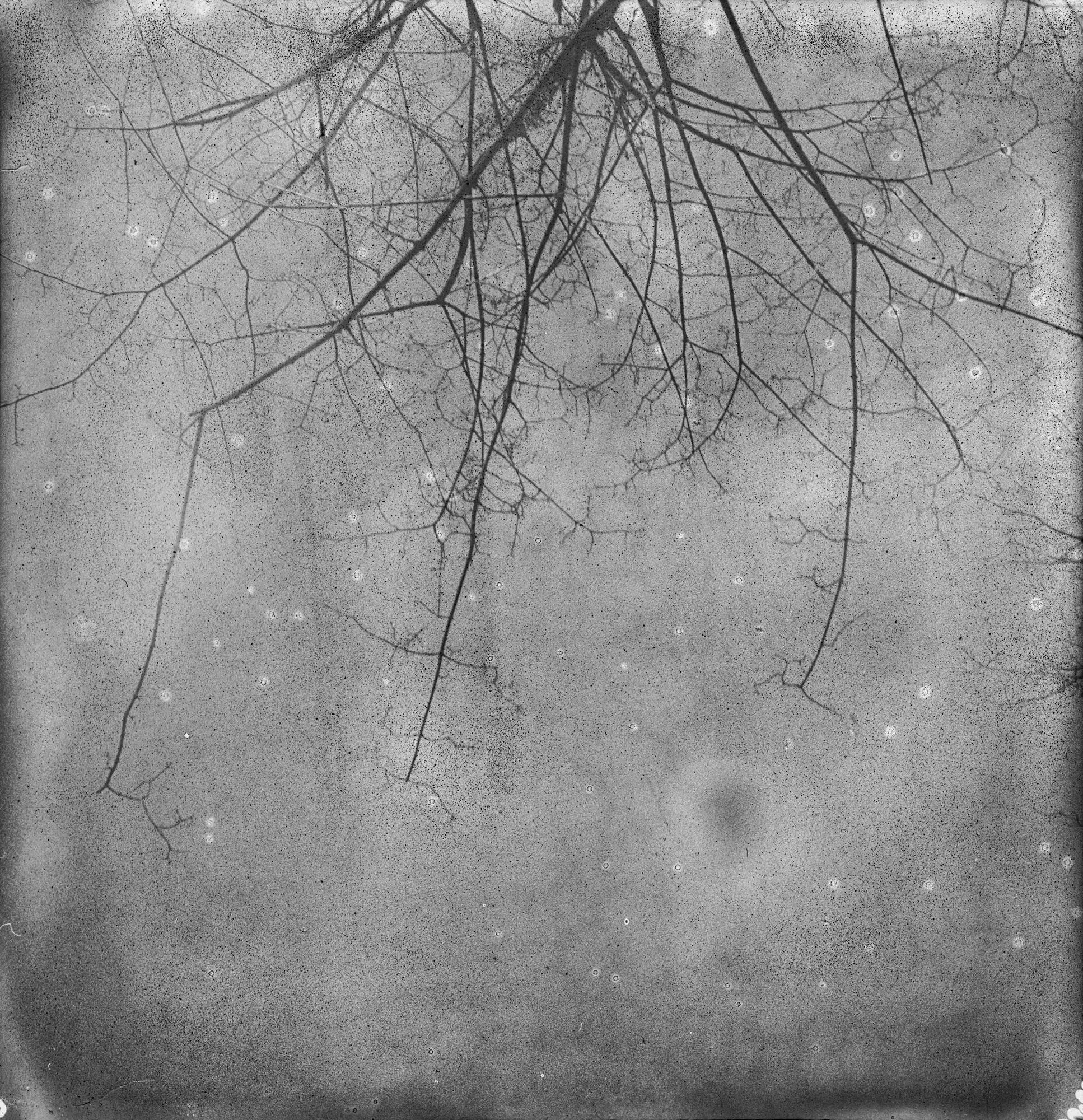 'And also the Trees’ - 2017 - 

21 x 20 cm, Edition 4/10, 
digital C-Print based on a reclaimed Polaroid negative. 
Numbered and signed on the back by the artist. 
Not mounted. 

Artist Statement
“Since my childhood days I always loved taking