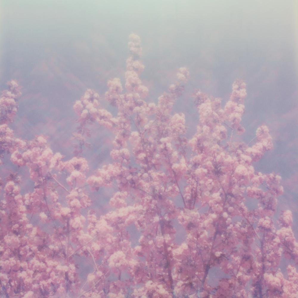 Julia Beyer Landscape Photograph - Cherry Blossom Dream II - Polaroid, 21st Century, Landscape