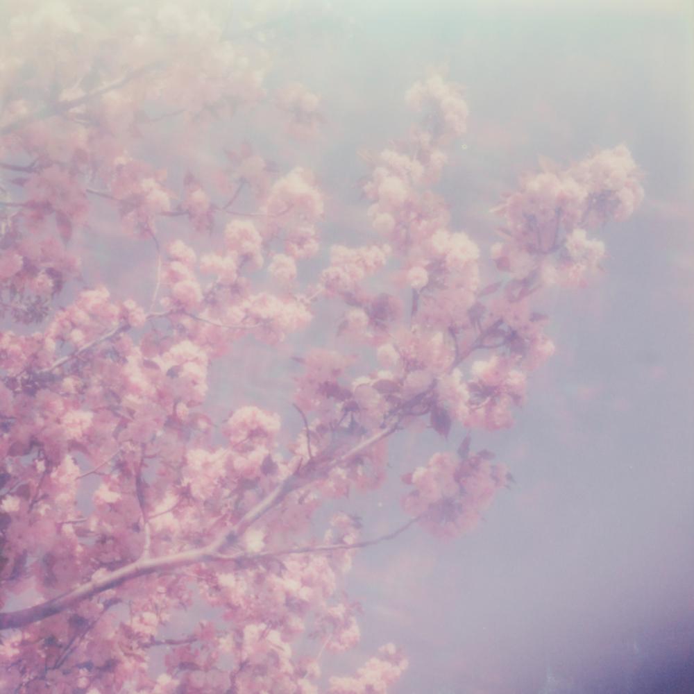 Julia Beyer Landscape Photograph - Cherry Blossom Dream - Polaroid, 21st Century, Landscape