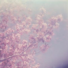 Cherry Blossom Dream - Polaroid, 21st Century, Landscape