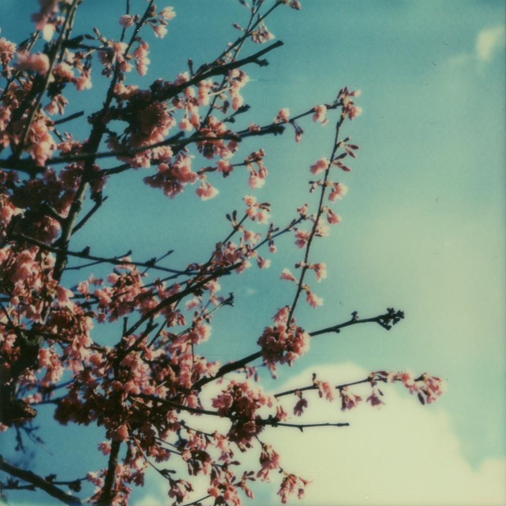 Julia Beyer Landscape Photograph - Cherry Blossom Skies III - Contemporary, Polaroid, 21st Century, Photography