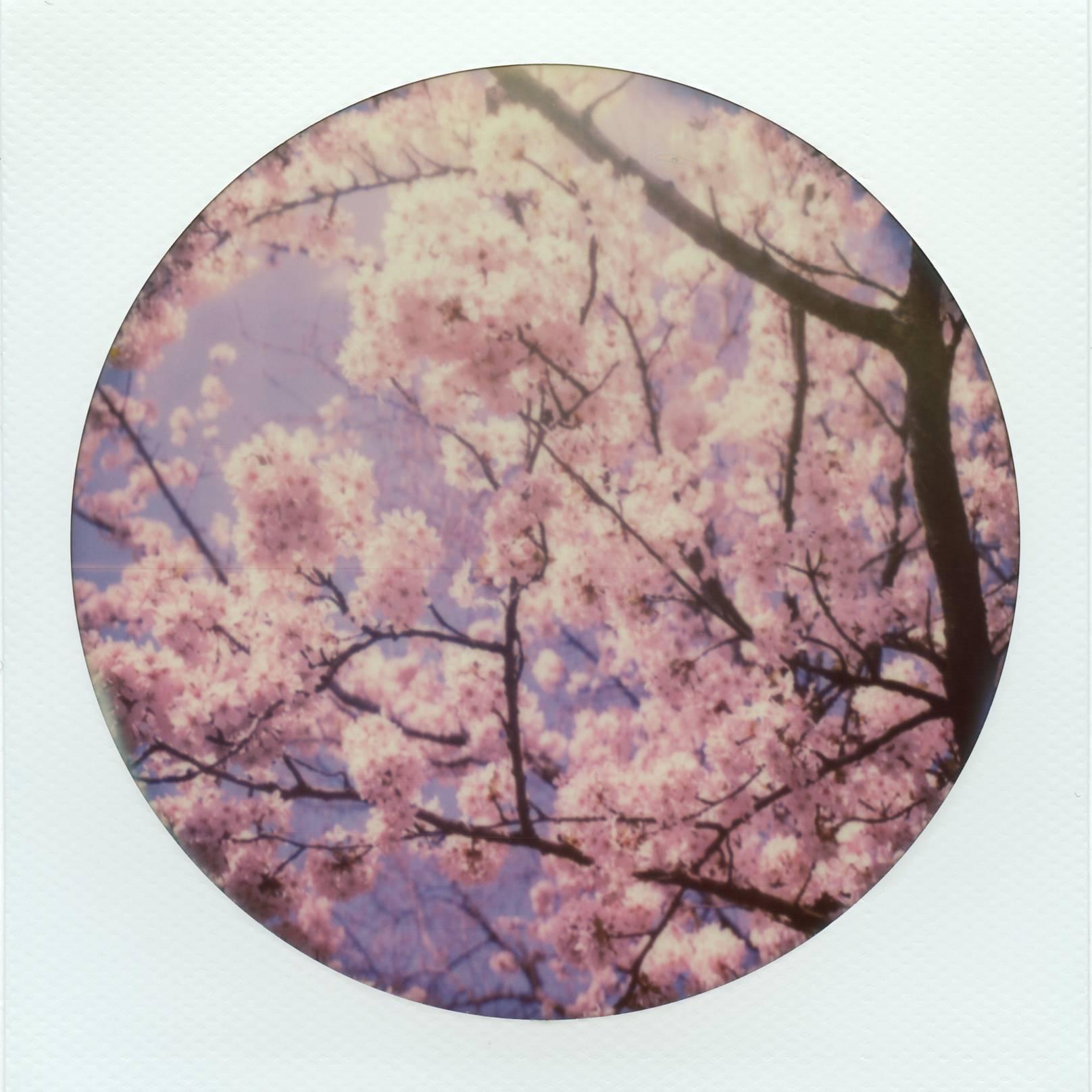 Julia Beyer Landscape Photograph - Cherry Blossoms IV - Polaroid, Color, 21st Century, Contemporary, Spring time