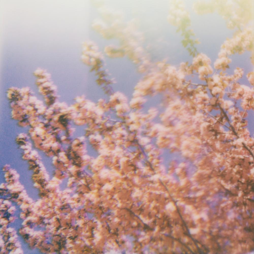 Julia Beyer Color Photograph - Chromatic Cherry Blossoms - Polaroid, 21st Century, Landscape