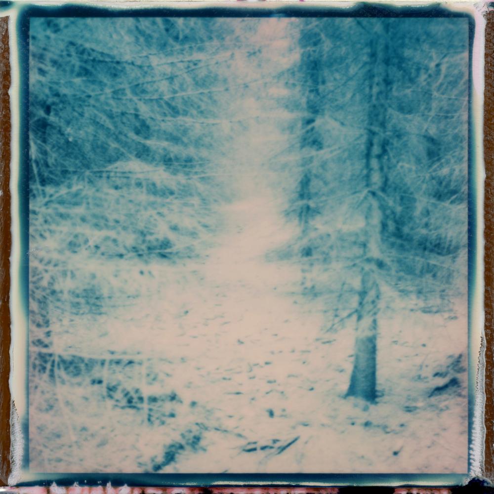 Julia Beyer Landscape Photograph - Forest Musings - Contemporary, Polaroid, Photography, Landscape, Color