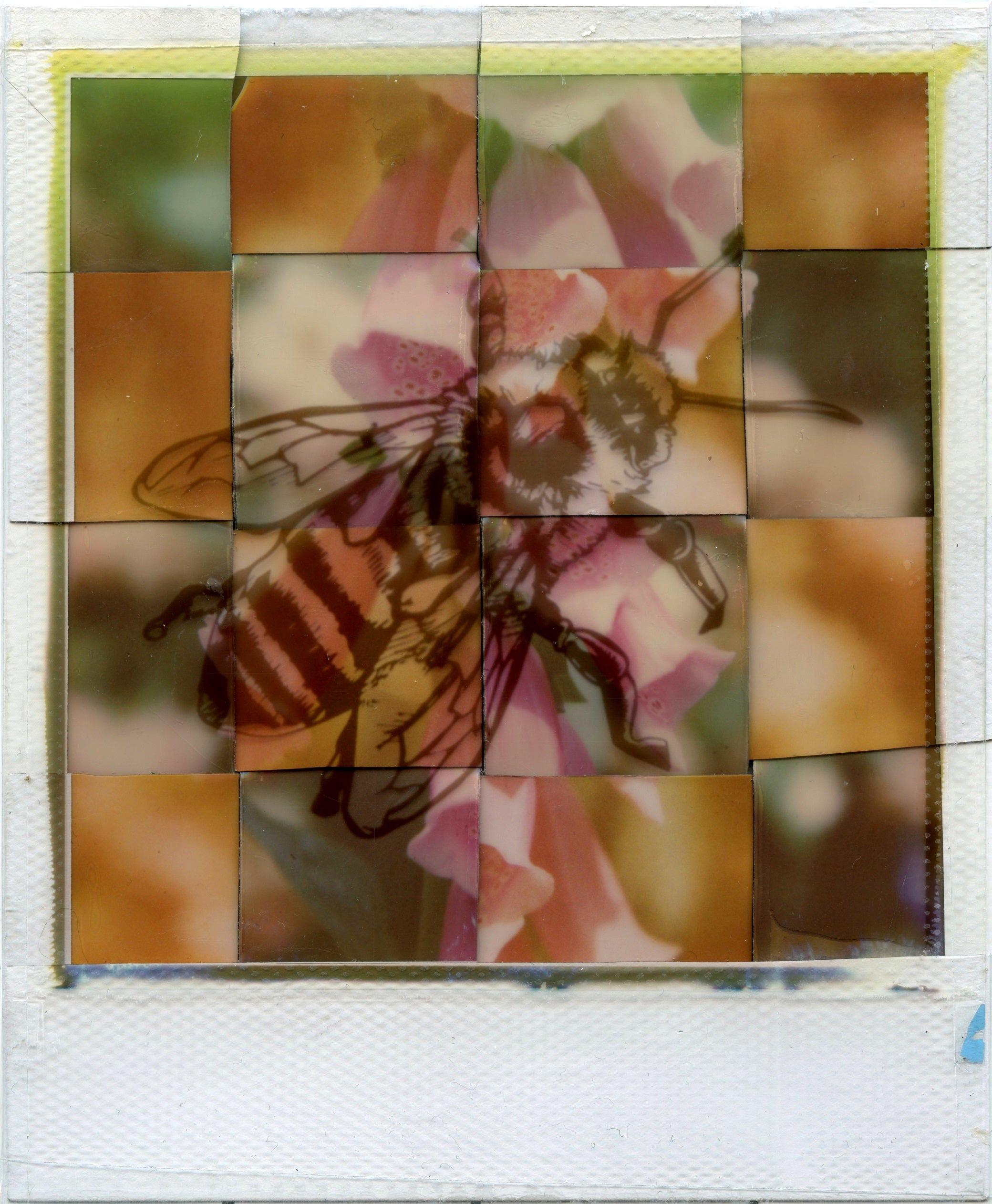 Julia Beyer Color Photograph - Generation A - Polaroid, Bees. Contemporary, Environment