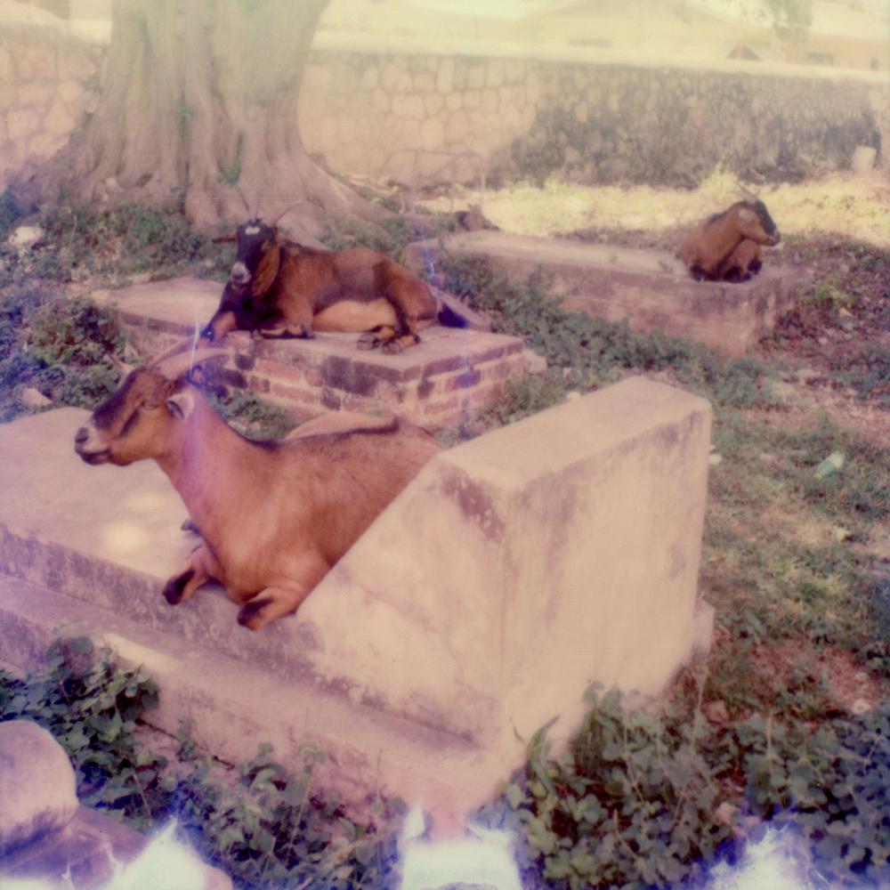 Julia Beyer Figurative Photograph - Graveyard Goats - Contemporary, Polaroid, 21st Century, Landscape