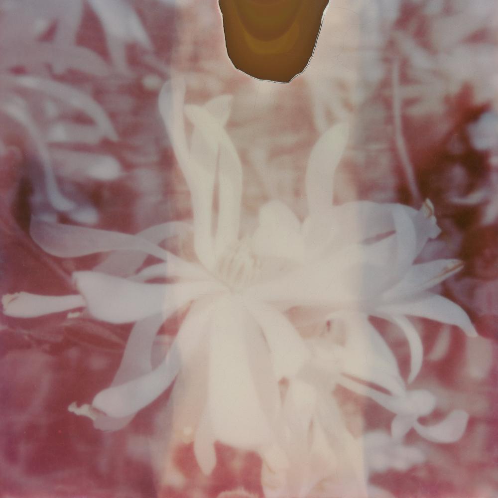 Julia Beyer Color Photograph - Magnolia III, 21st Century, Polaroid, Flower, Photography, Contemporary