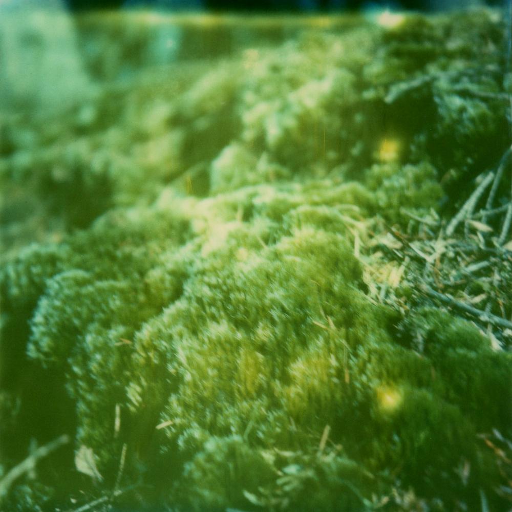 Julia Beyer Color Photograph - More Moss - Contemporary, Polaroid, 21st Century, Photography, Landscape