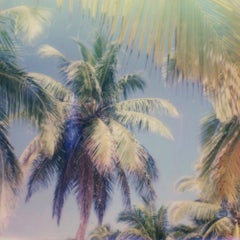 Palm Window - Contemporary, Polaroid, 21st Century, Photography, Landscape