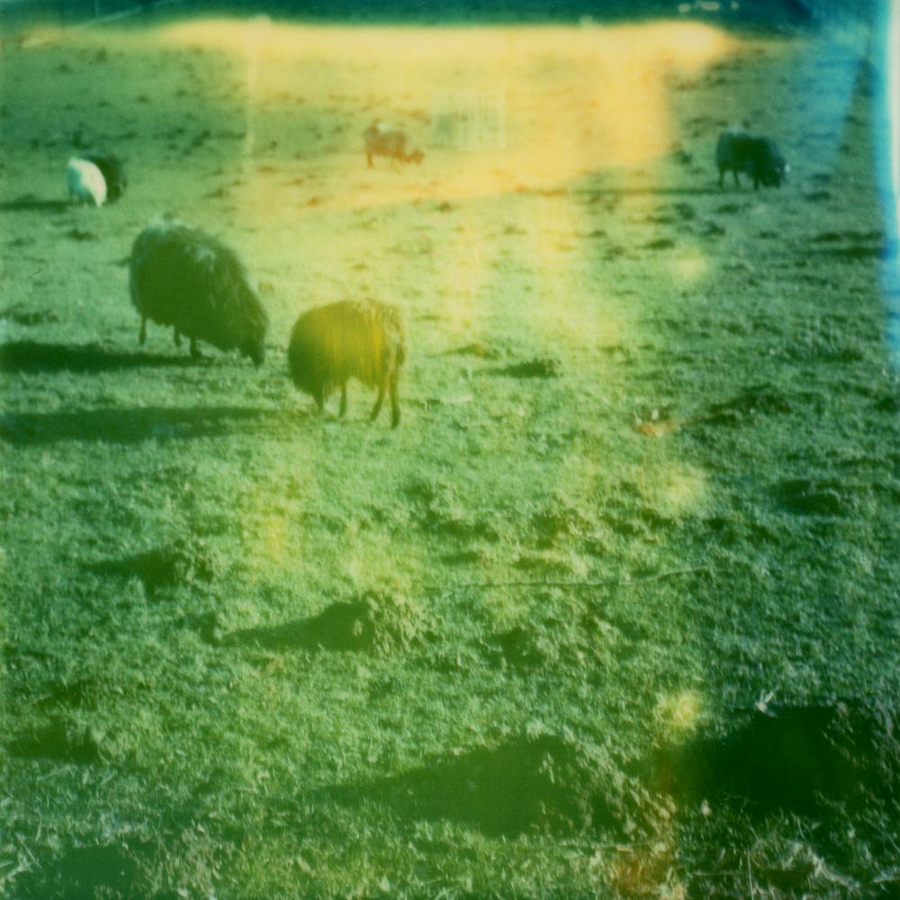 Julia Beyer Landscape Photograph - Sungrazing - Contemporary, Polaroid, 21st Century, Photography, Landscape