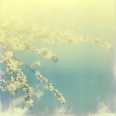 The Sun and the Bloom - Contemporary, Polaroid, Photography, Spring, Color