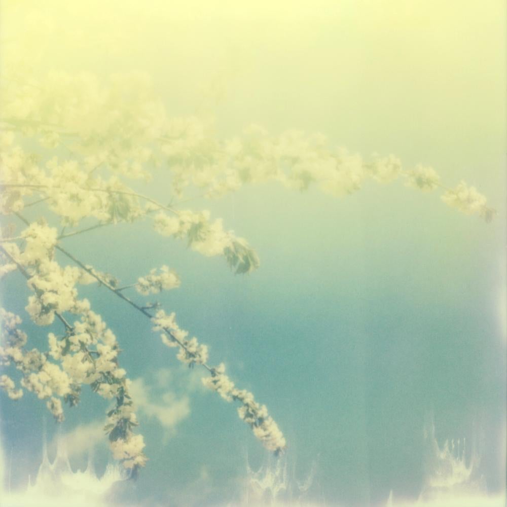 Julia Beyer Landscape Photograph - The Sun and the Bloom - Contemporary, Polaroid, Photography, Spring, Color