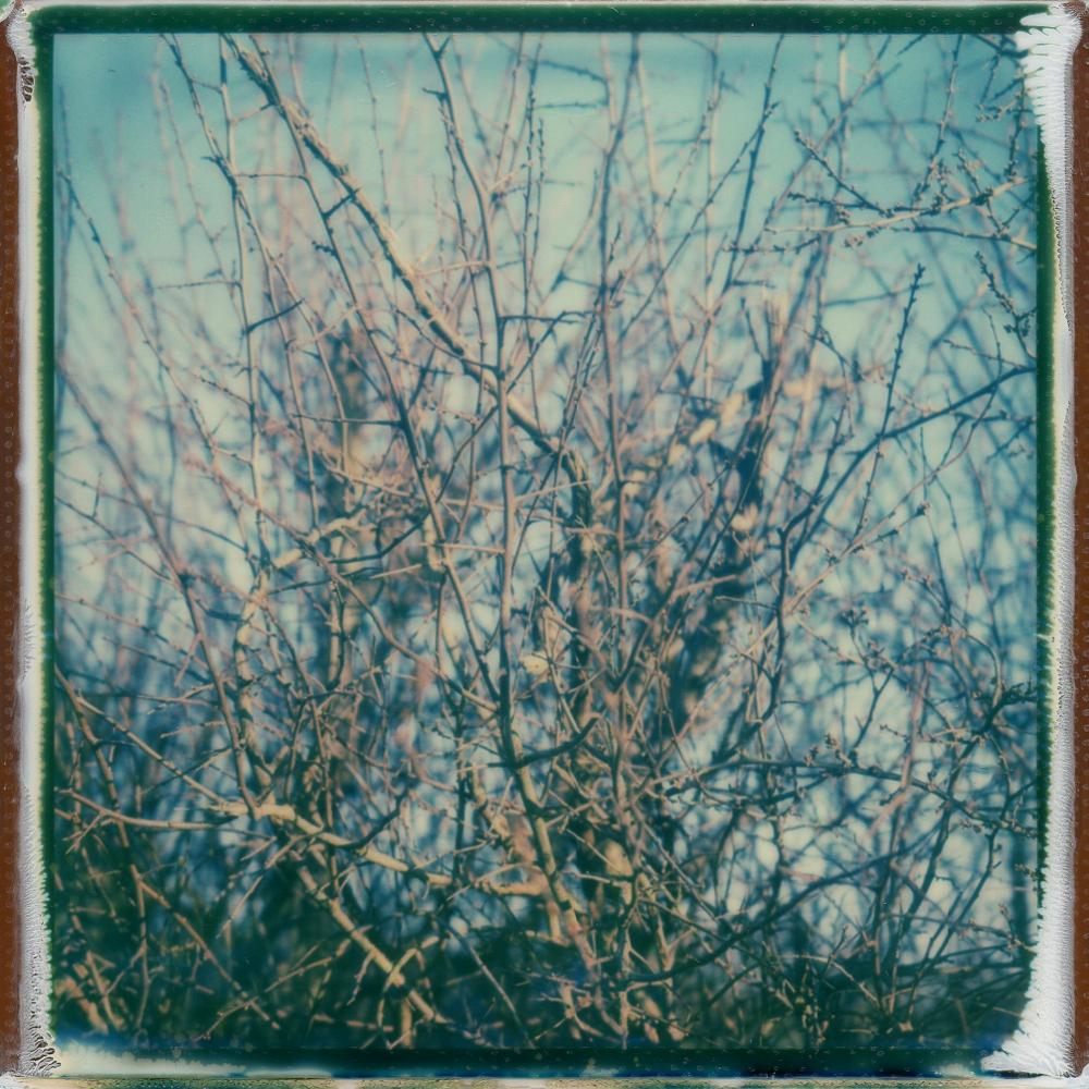 Julia Beyer Color Photograph - Thorns - Contemporary, Polaroid, 21st Century, Landscape
