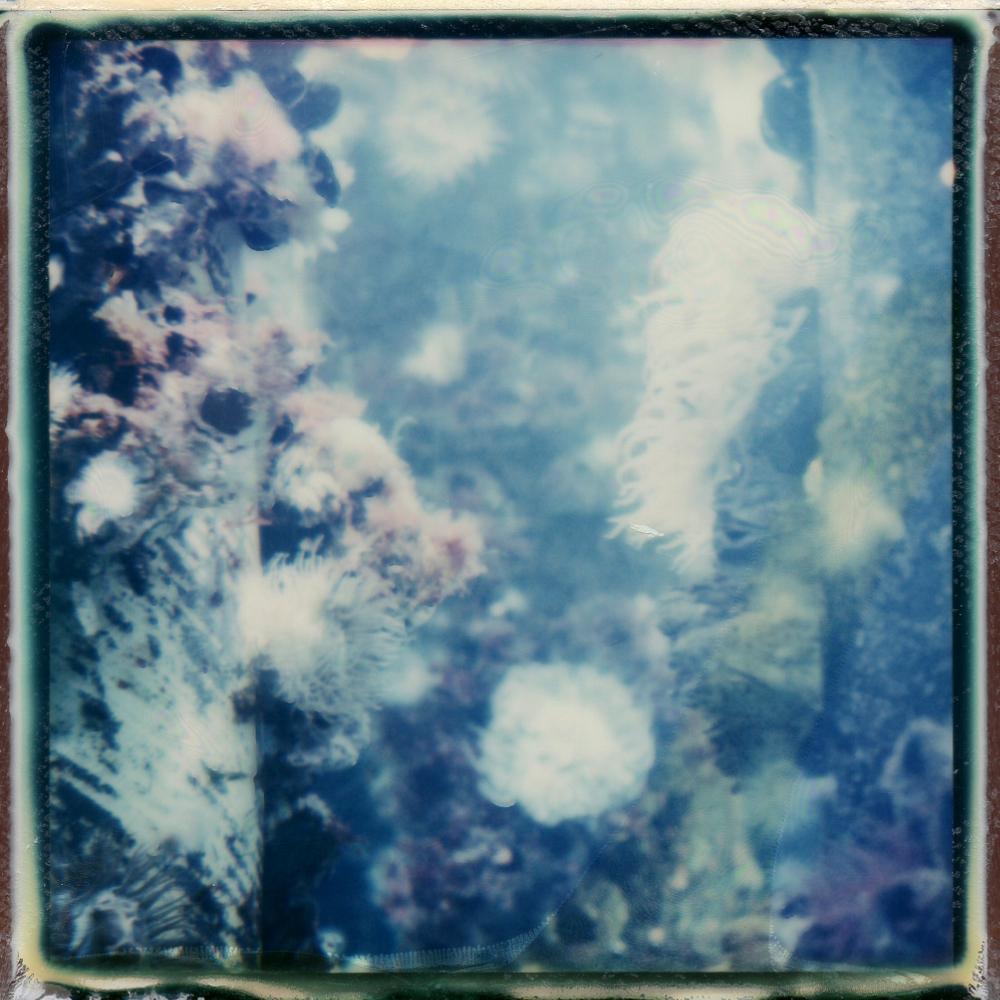 Julia Beyer Color Photograph - Underwater Love - Contemporary, Polaroid, 21st Century, Landscape