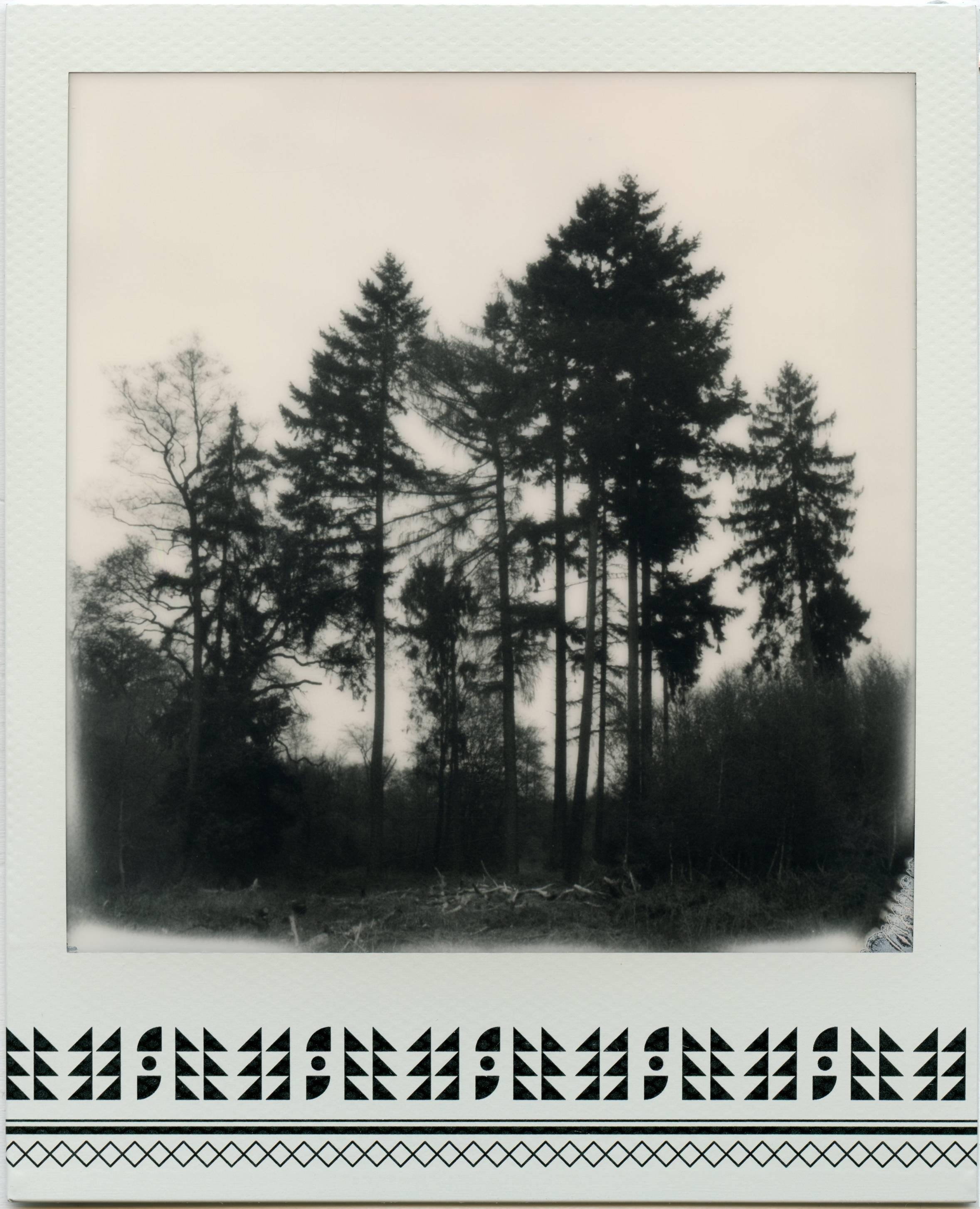 Where My Heart Belongs I - Polaroid, Landscape, Forrest, Contemporary - Photograph by Julia Beyer