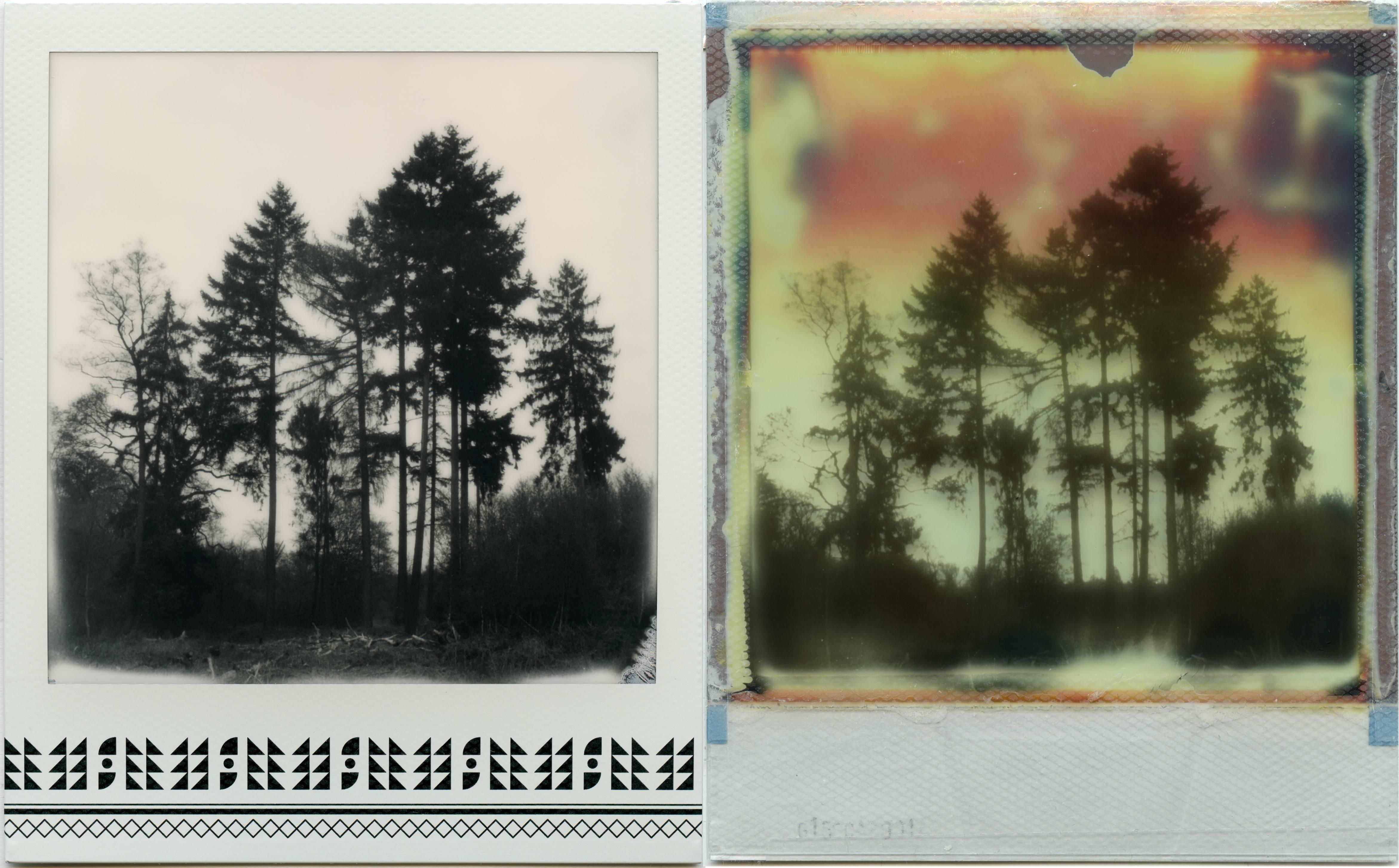 Where My Heart Belongs I - Polaroid, Landschaft, Forrest, Zeitgenössisch