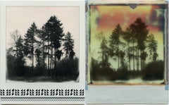 Where My Heart Belongs I - Polaroid, Landschaft, Forrest, Zeitgenössisch