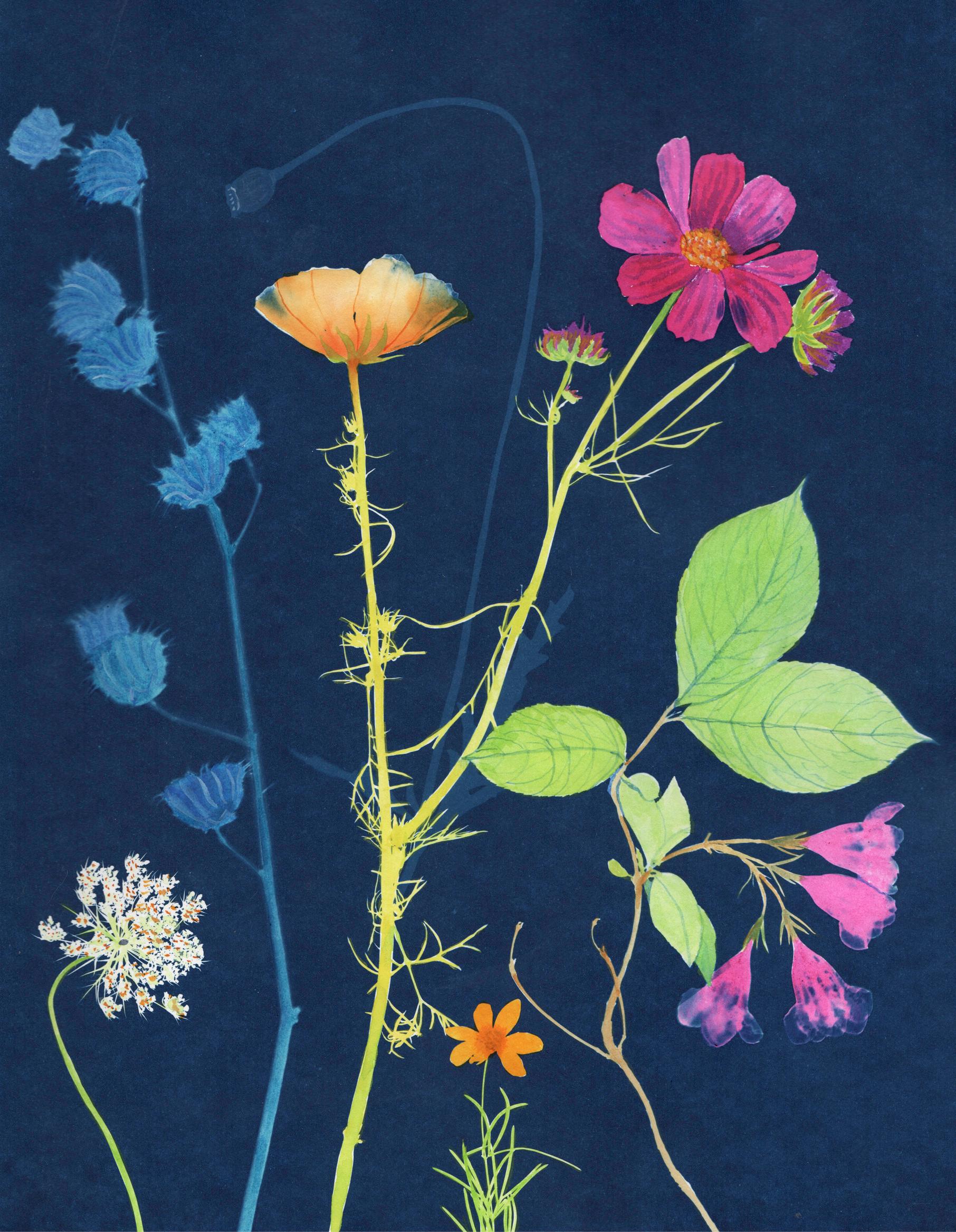 Julia Whitney Barnes Still-Life Painting - Cosmos, Queen Anne’s Lace: Still Life Painting of Flowers on Indigo Blue