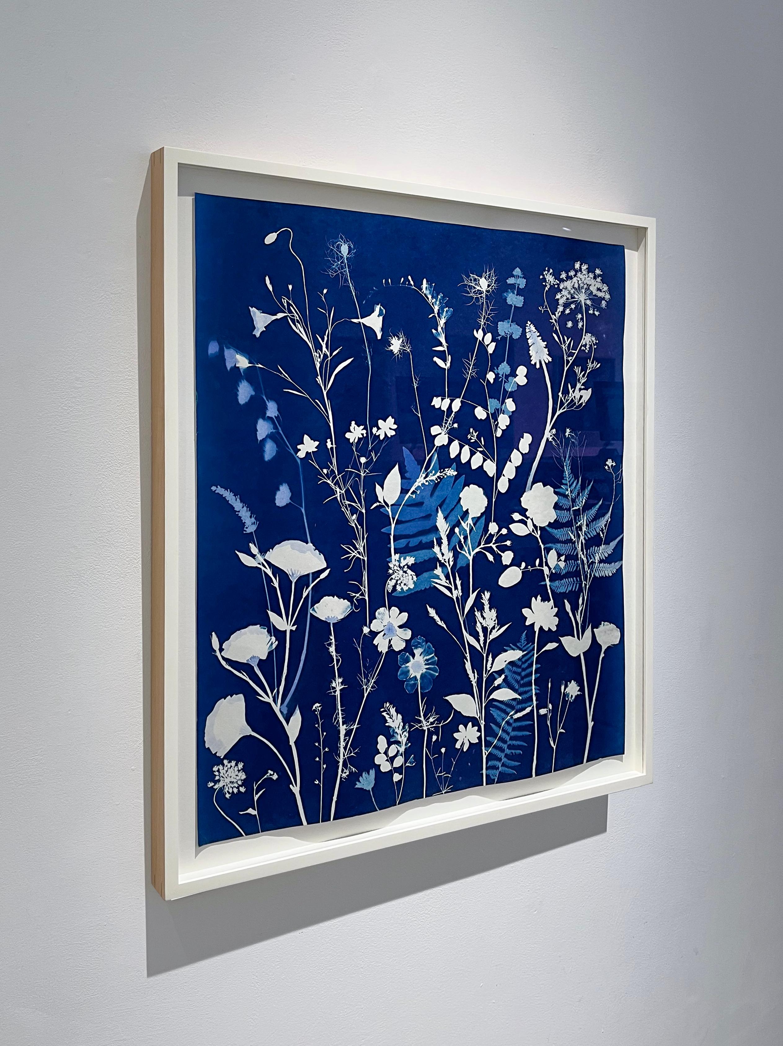 Queen Anne's Lace (Cyanotype Still Life Painting by Julia Whitney Barnes) For Sale 1
