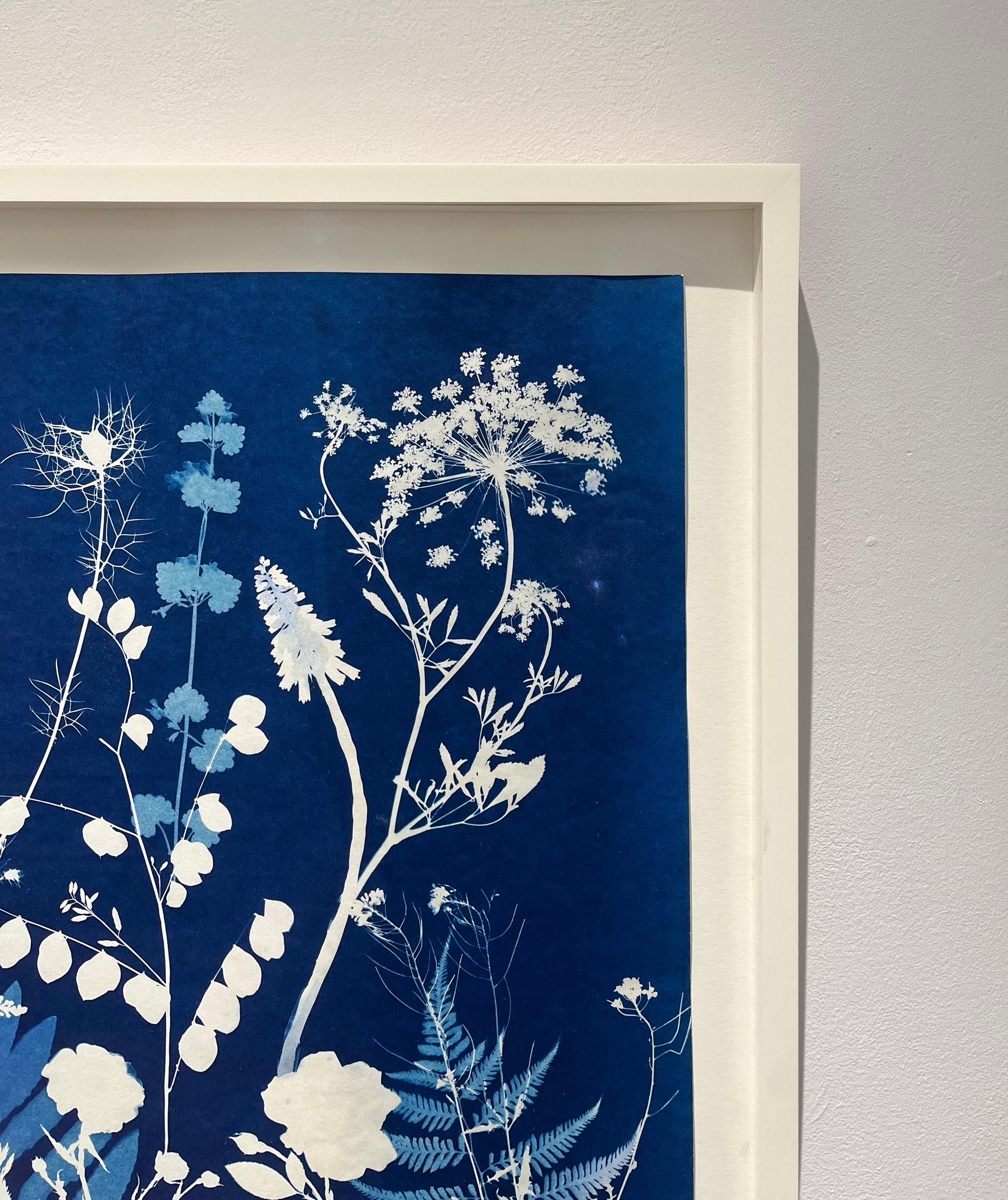 Queen Anne's Lace (Cyanotype Still Life Painting by Julia Whitney Barnes) For Sale 2