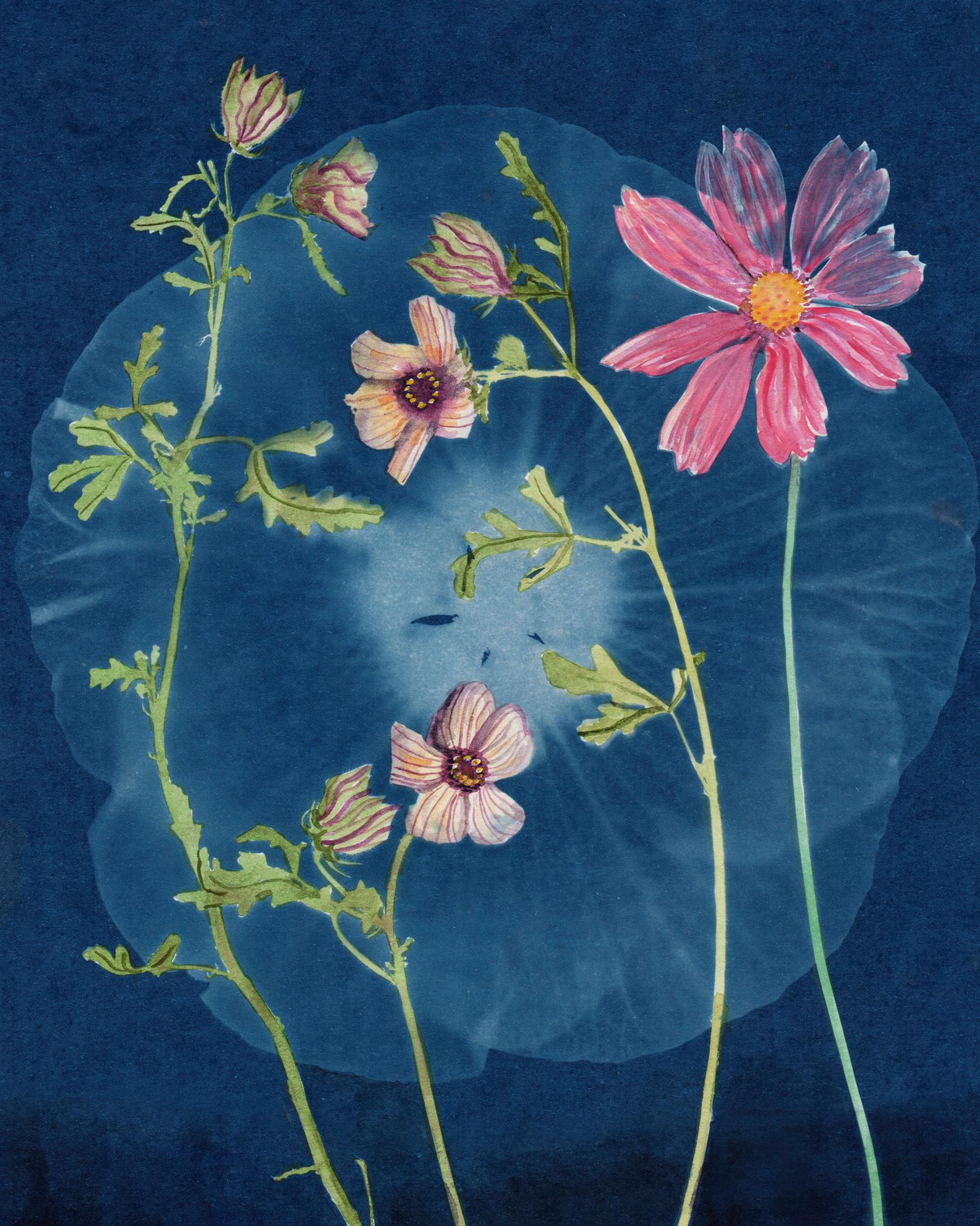 Venice Mallow, Hibiscus: Still Life Cyanotype Painting of Flowers on Indigo Blue