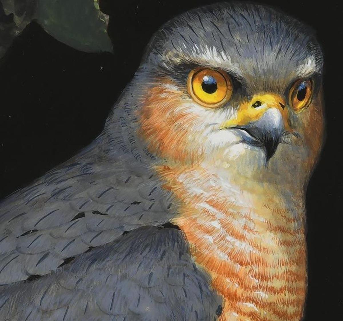 Julian Friers Irisches Ölgemälde auf Karton Vogelfalke (Nordirisch) im Angebot