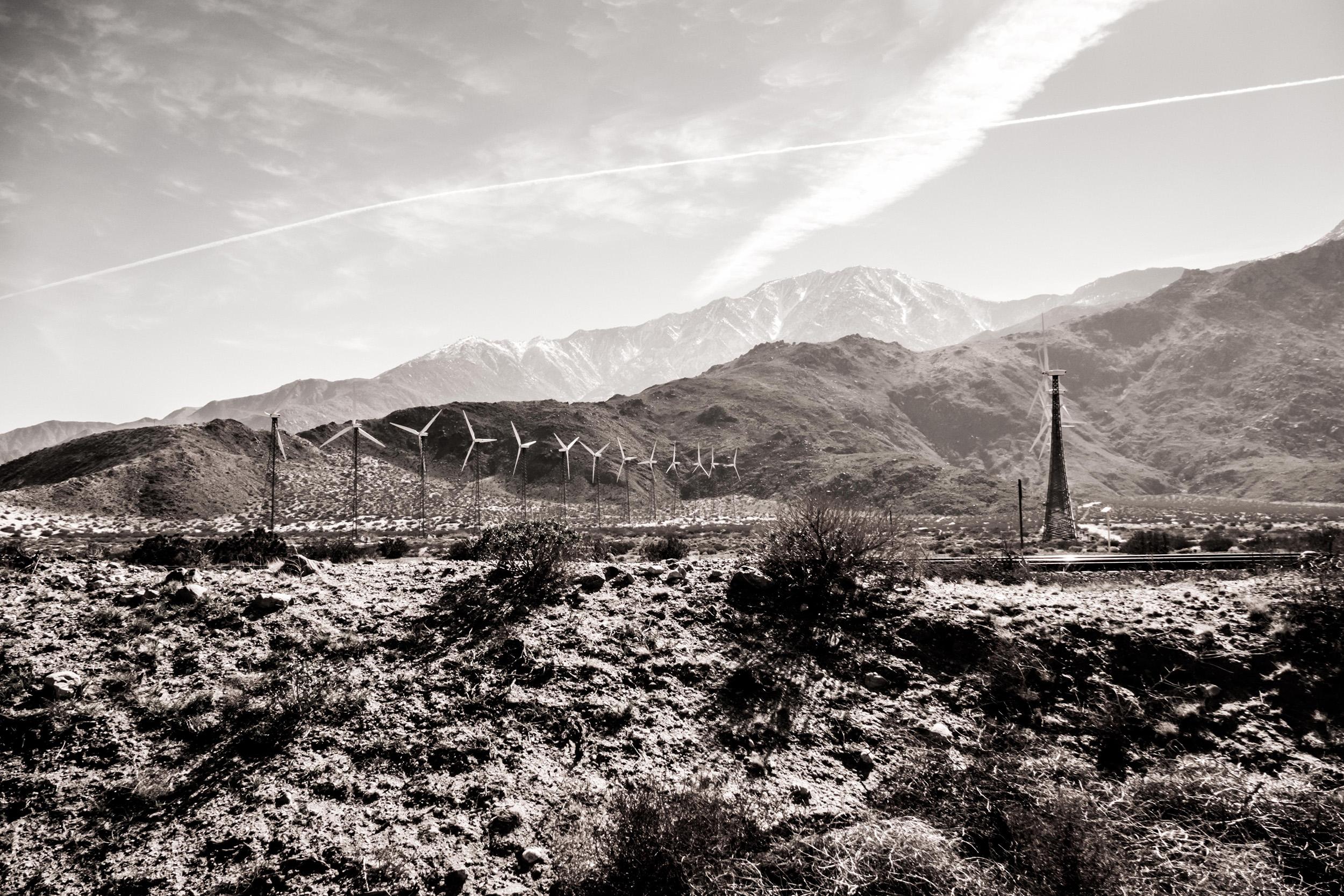 Joshua Tree #2