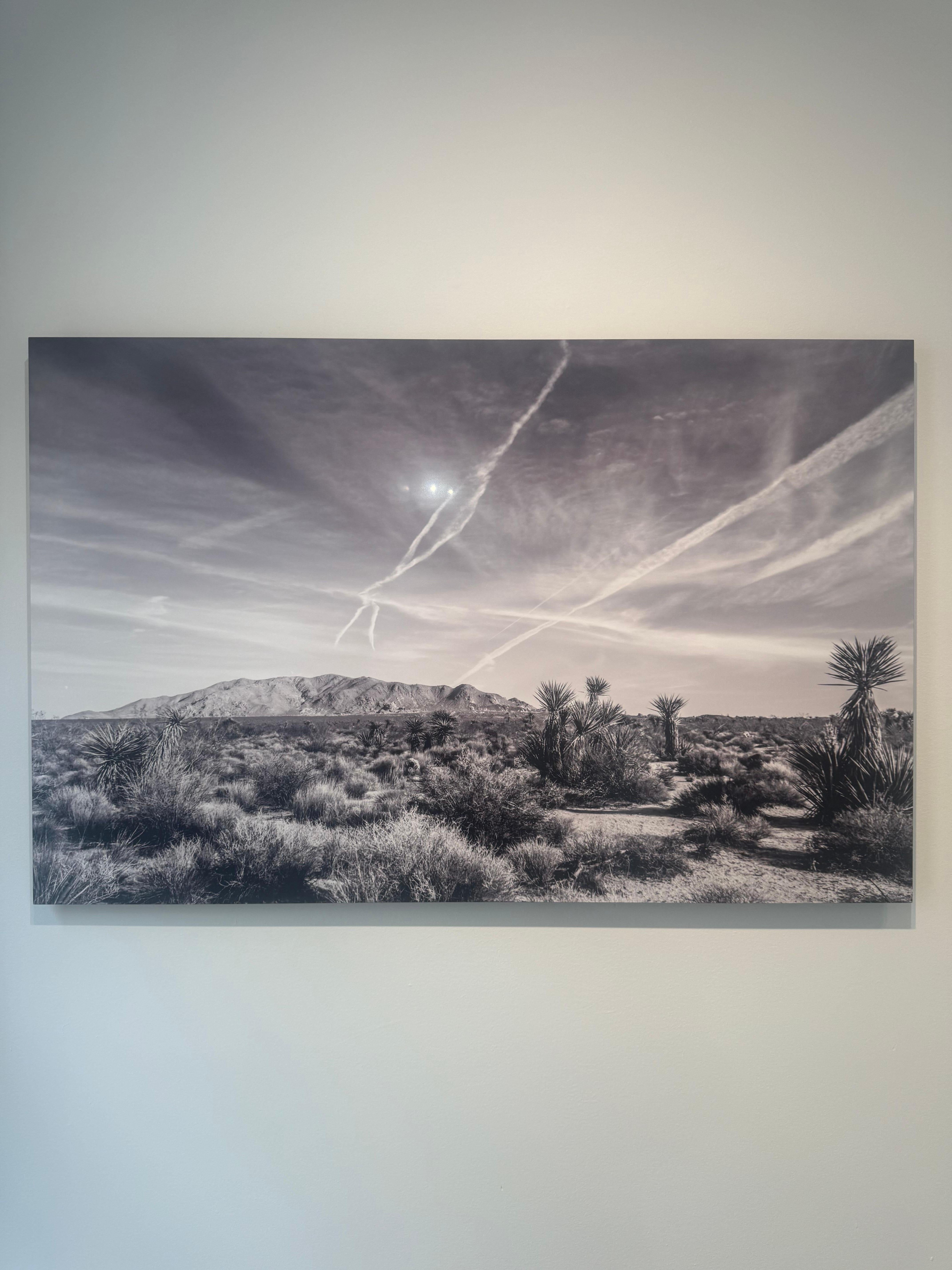 Joshua Tree #9 - Photograph by Julian Lennon