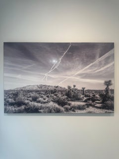 Joshua Tree #9