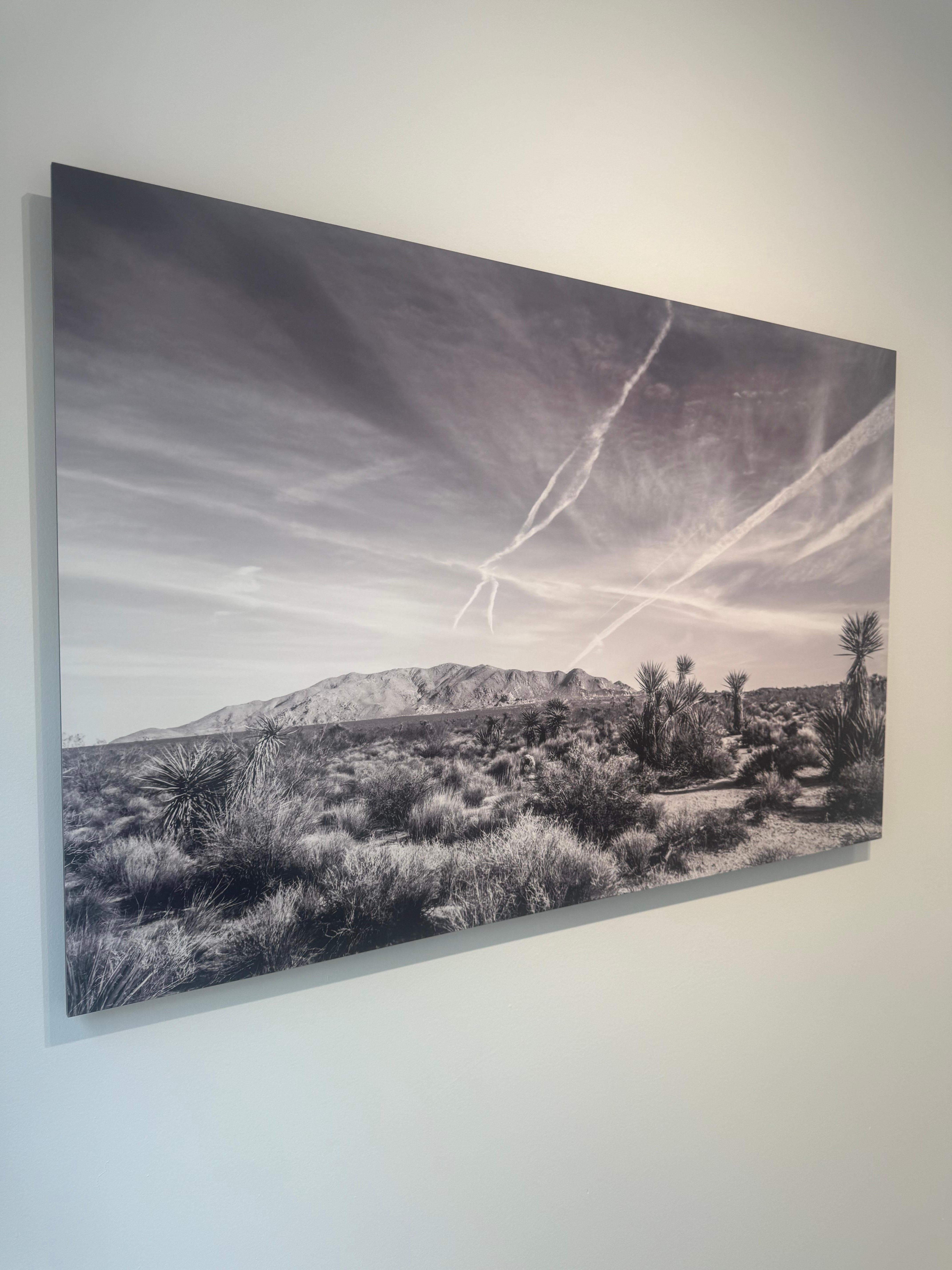 Joshua Tree #9 - Gray Landscape Photograph by Julian Lennon