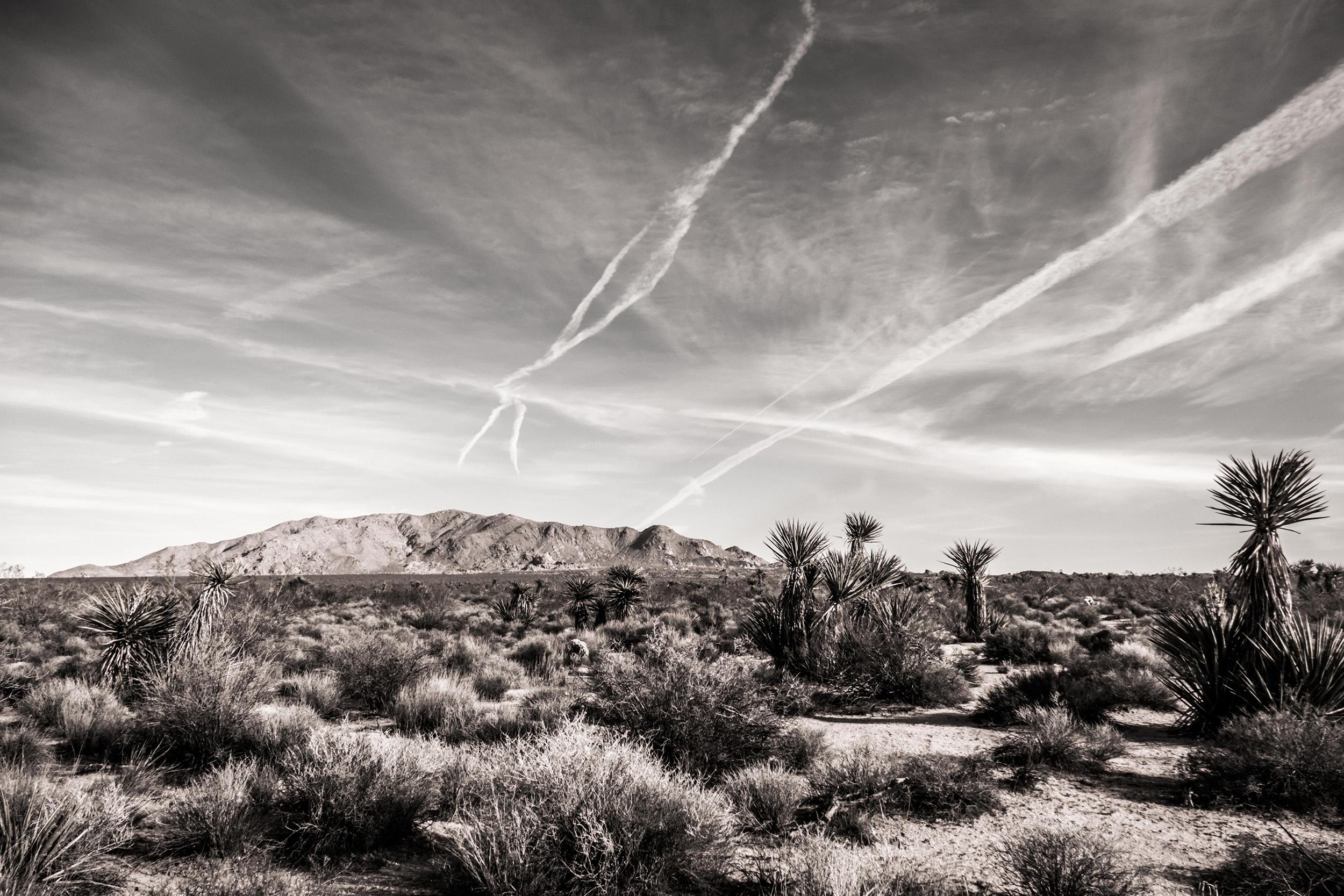 Joshua Tree #9