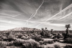 Joshua Tree #9