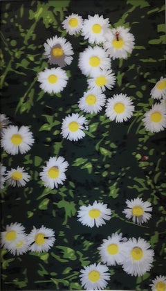 French Landscapes: Daisies