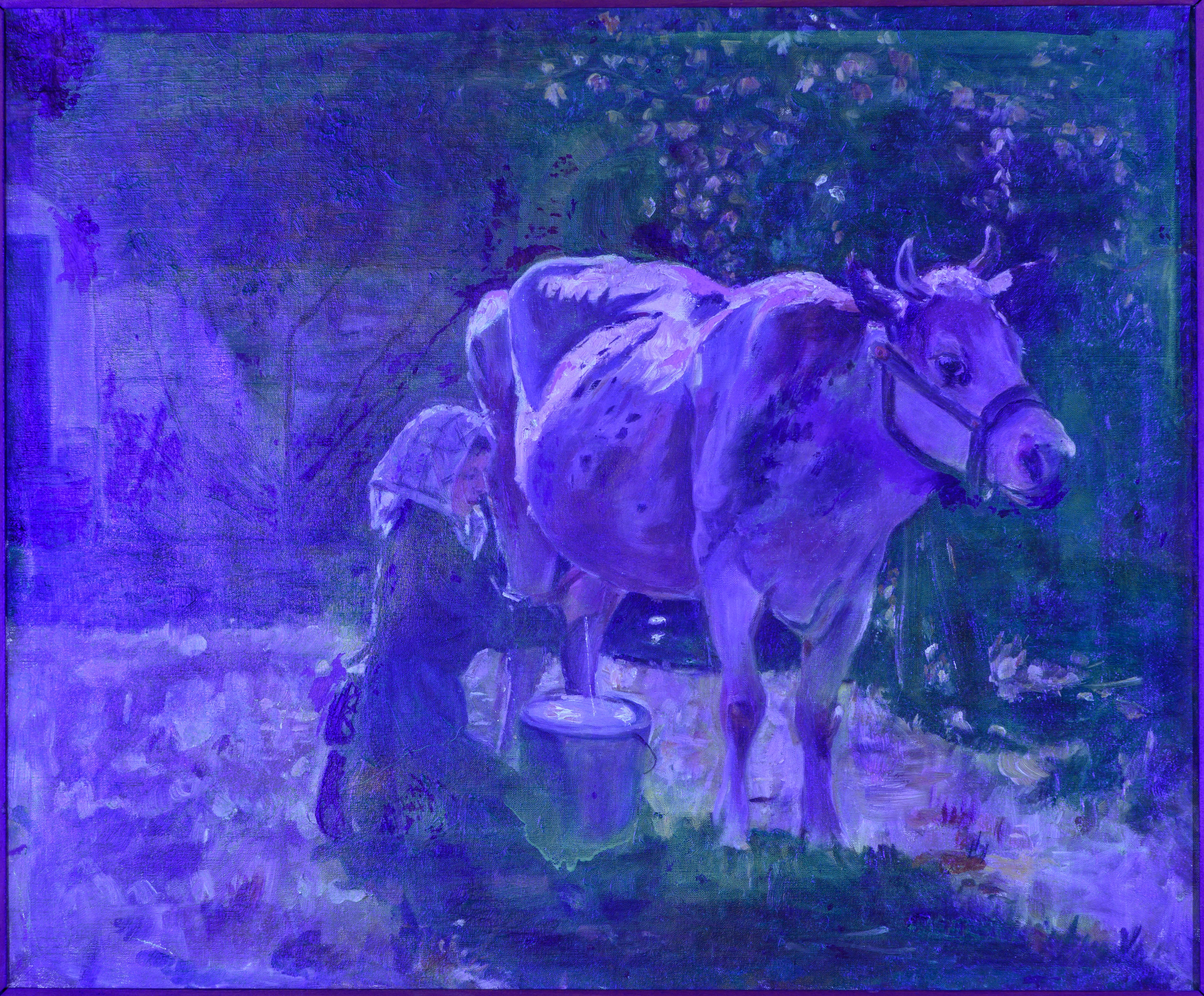 La mucca bianca in vendita 6