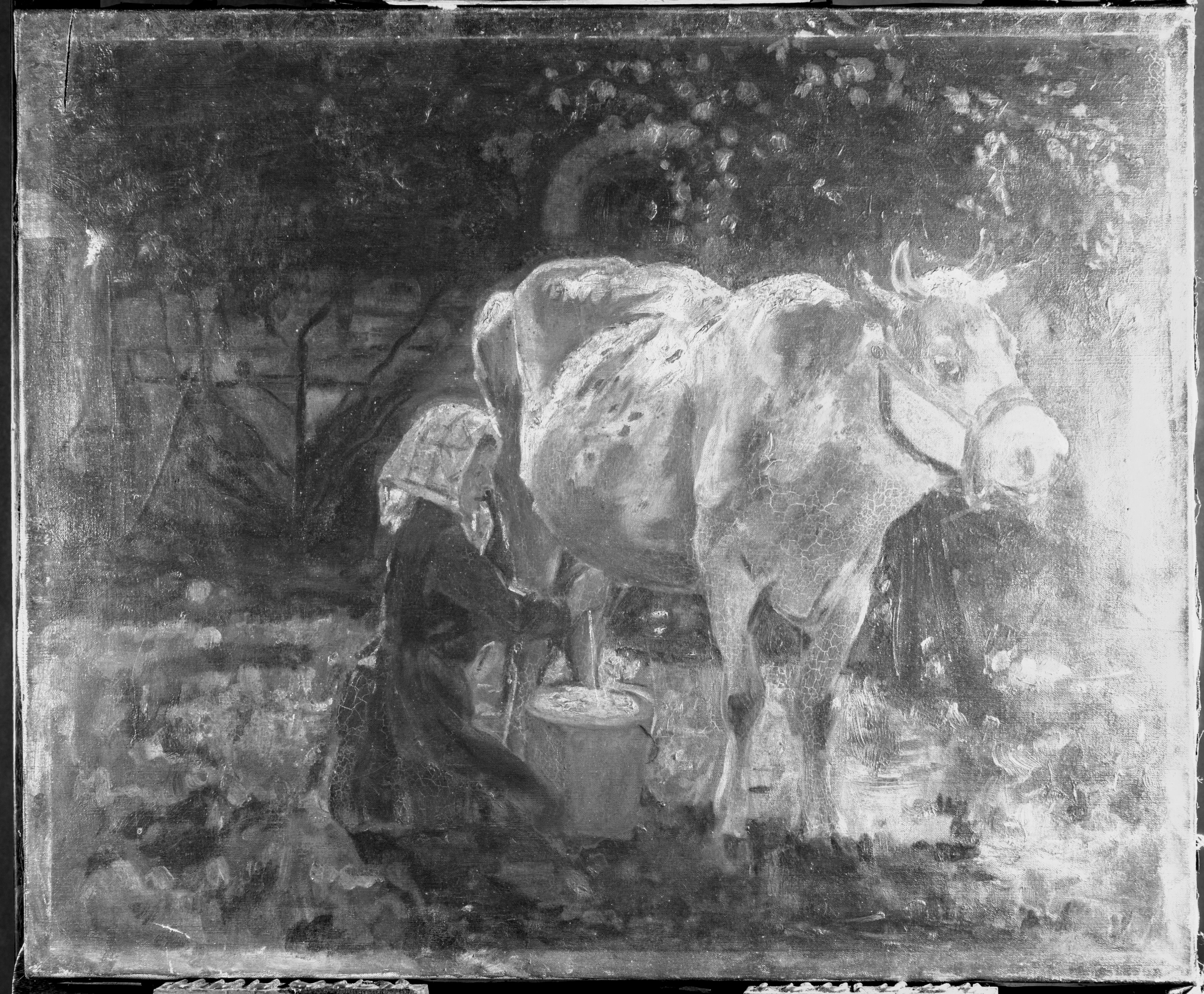 La mucca bianca in vendita 7