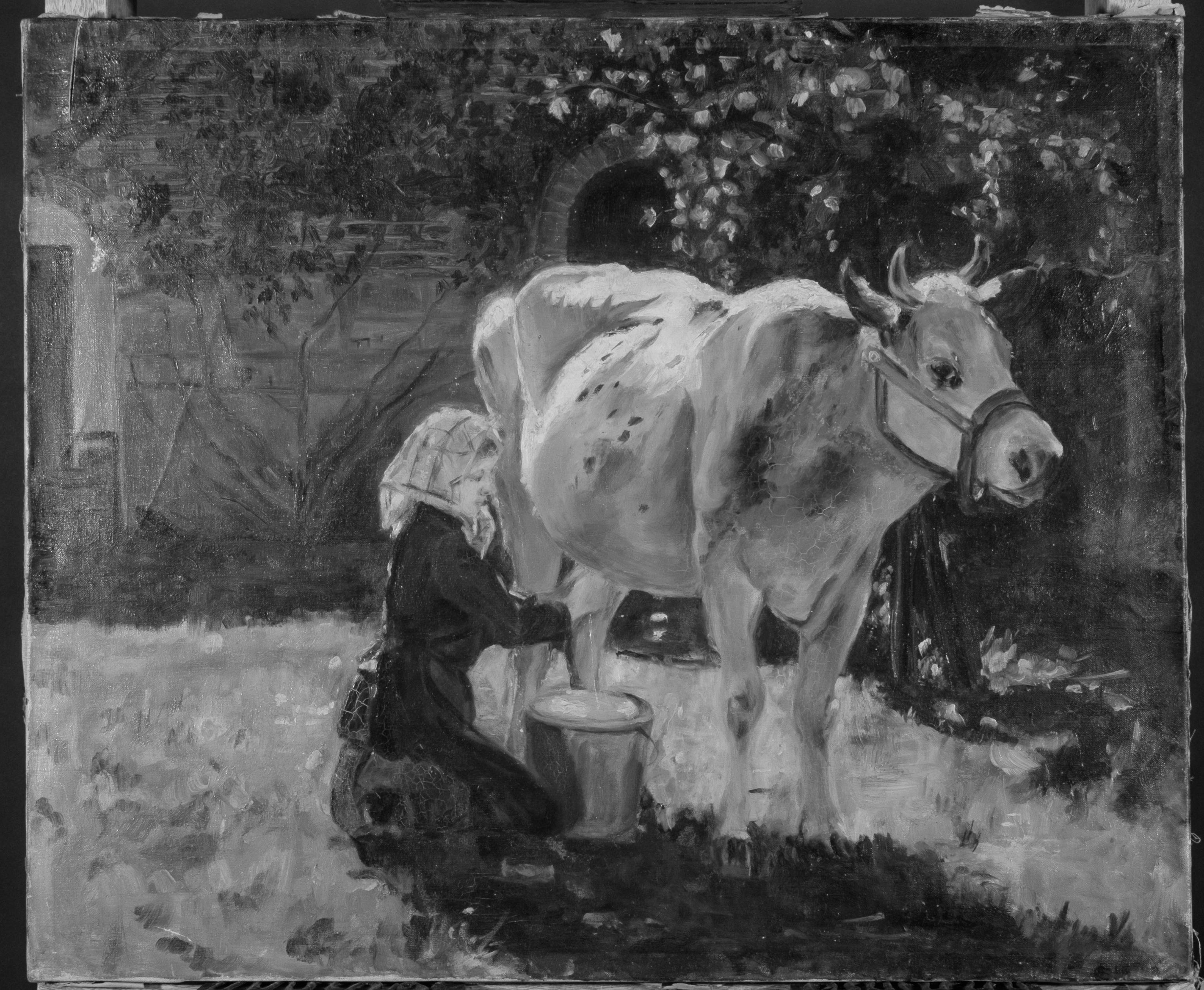 La mucca bianca in vendita 3