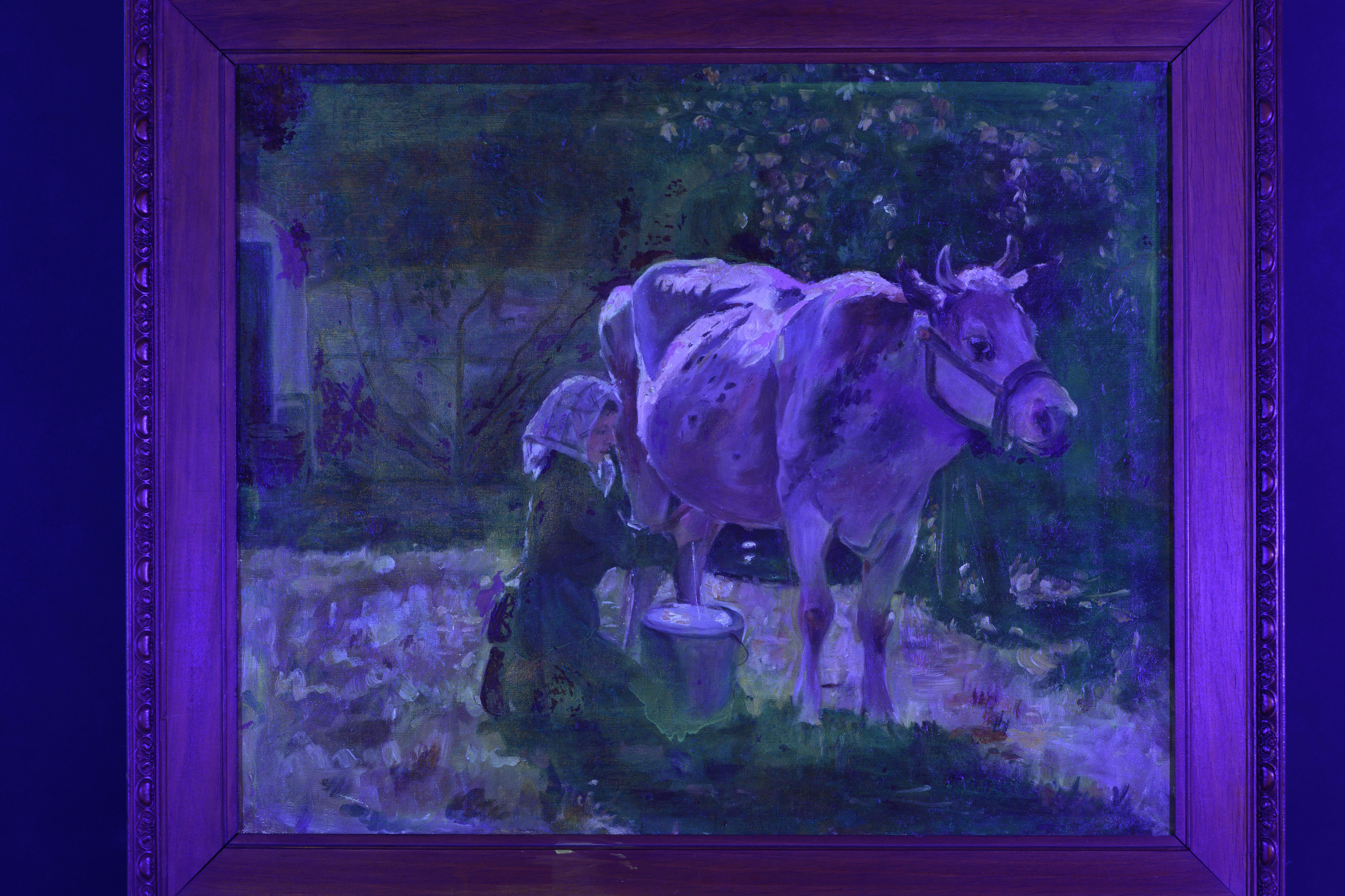 La mucca bianca in vendita 5