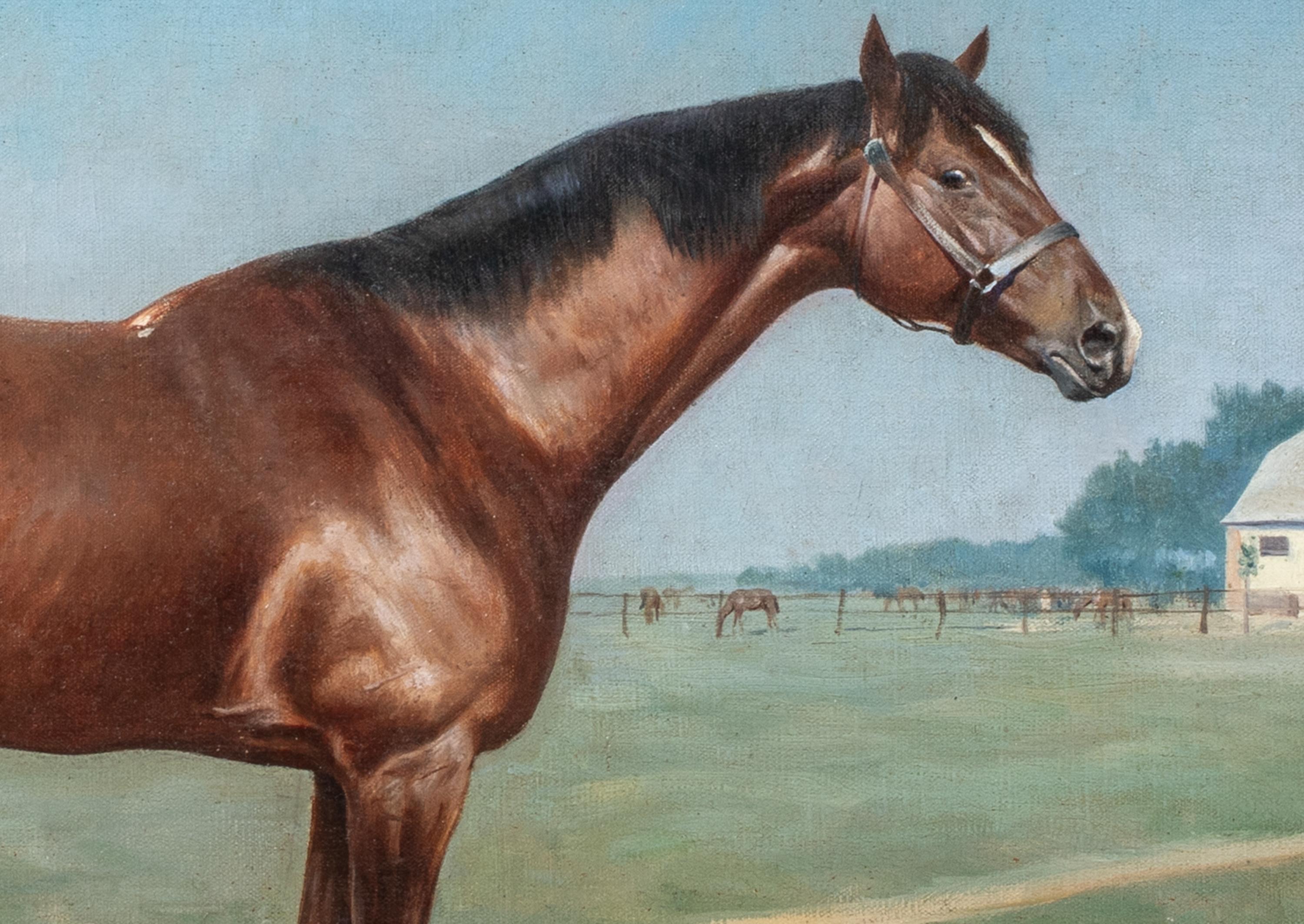 Ritratto di un cavallo baio 