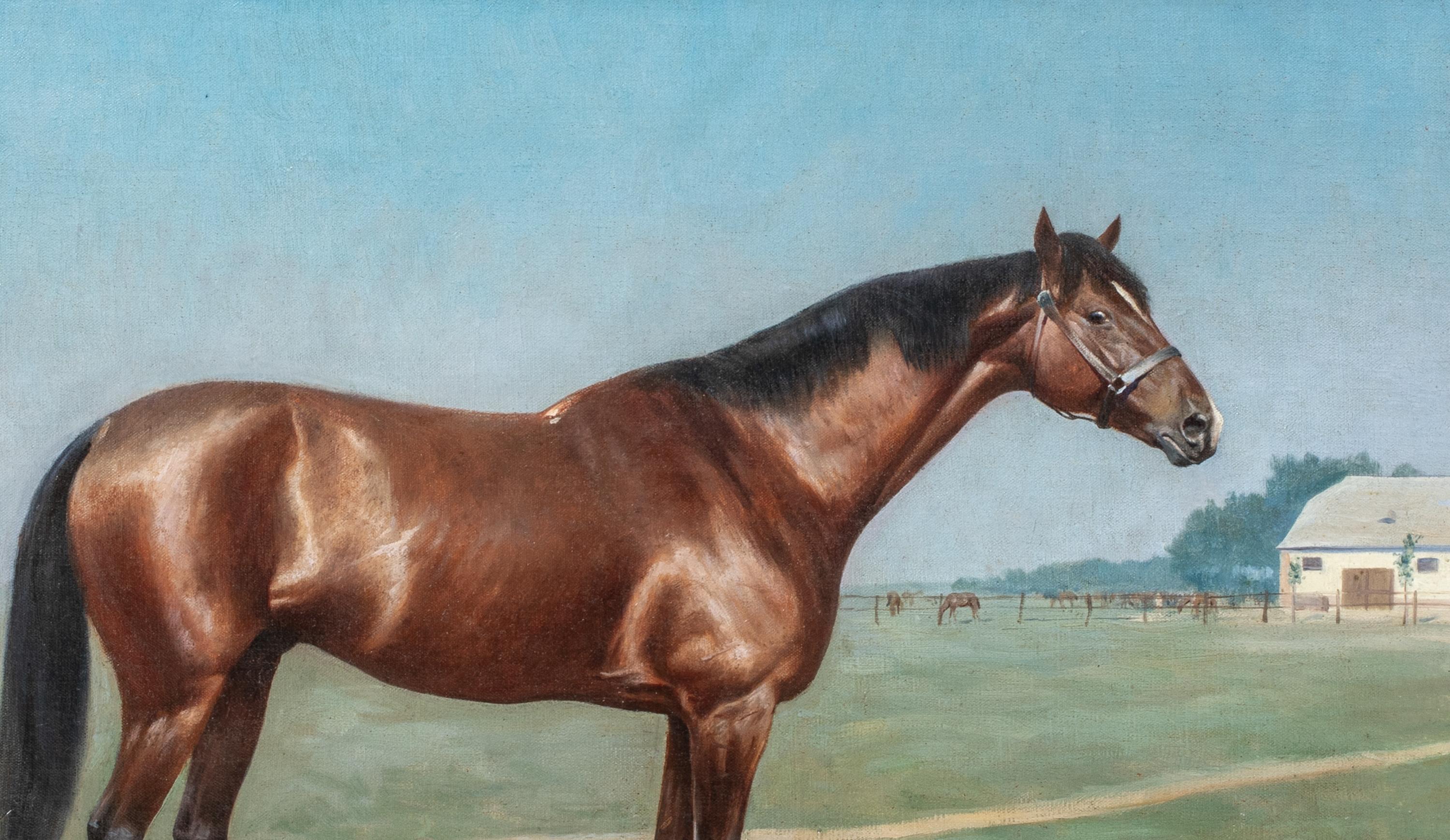 Ritratto di un cavallo baio 