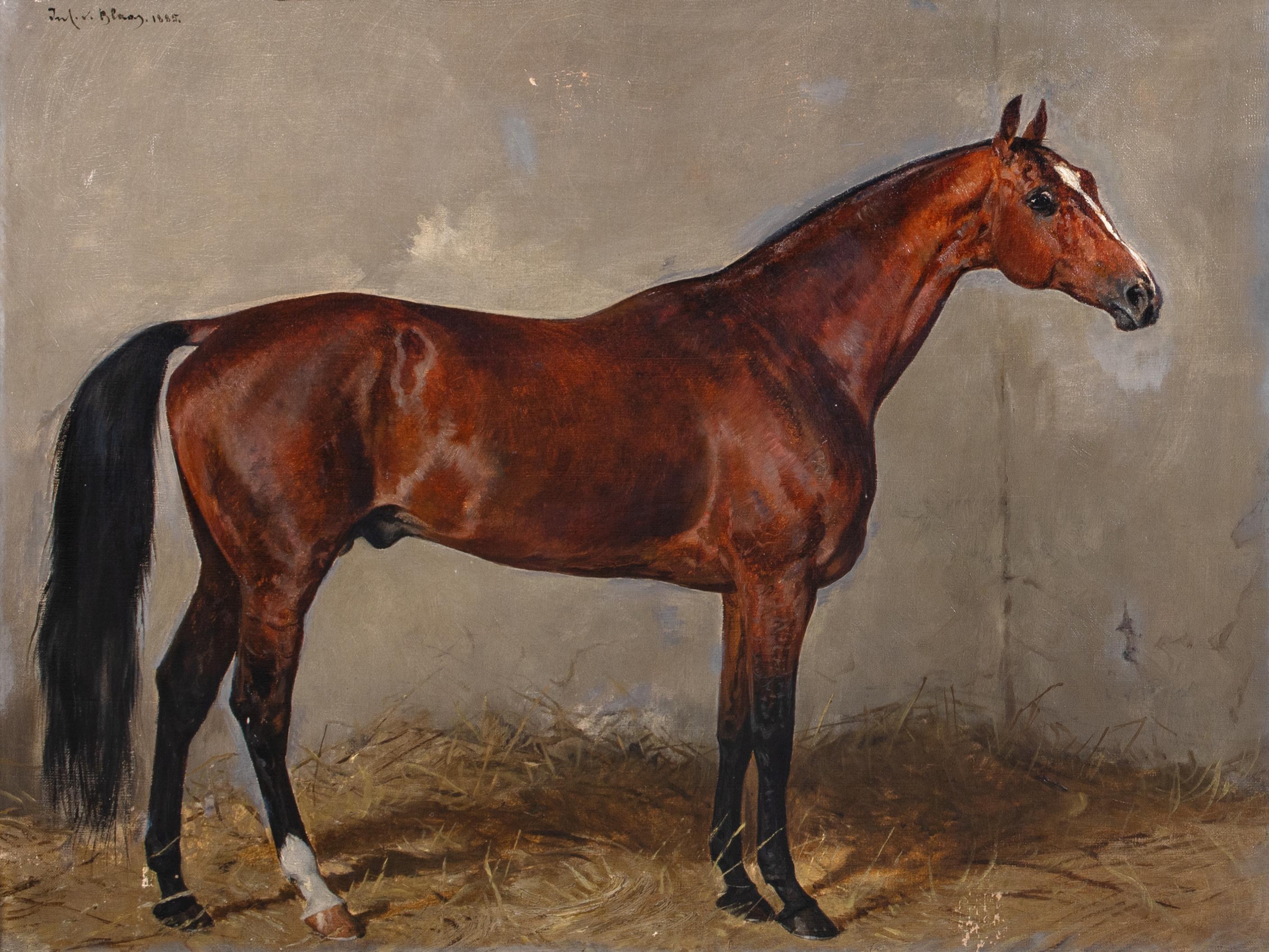 Ritratto di Cavallo, favorito di Franz Joseph I d'Austria, XVII secolo 

di Julius VON BLAAS (1845-1922) a $125.000

Grande ritratto del XIX secolo di Cavallo, il cavallo di castagno preferito da Franz Joseph I d'Austria, olio su tela. Esemplare di