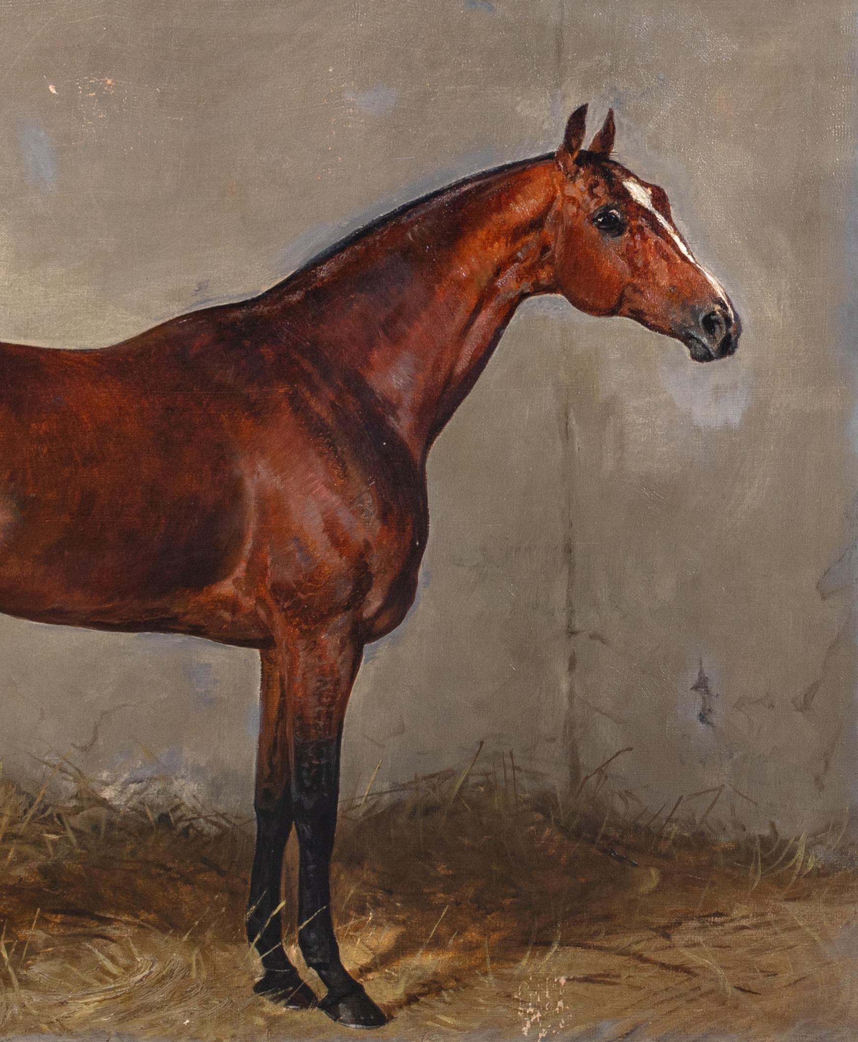 Ritratto del cavallo castagno Cavallo preferito da Franz Joseph I d'Austria 2
