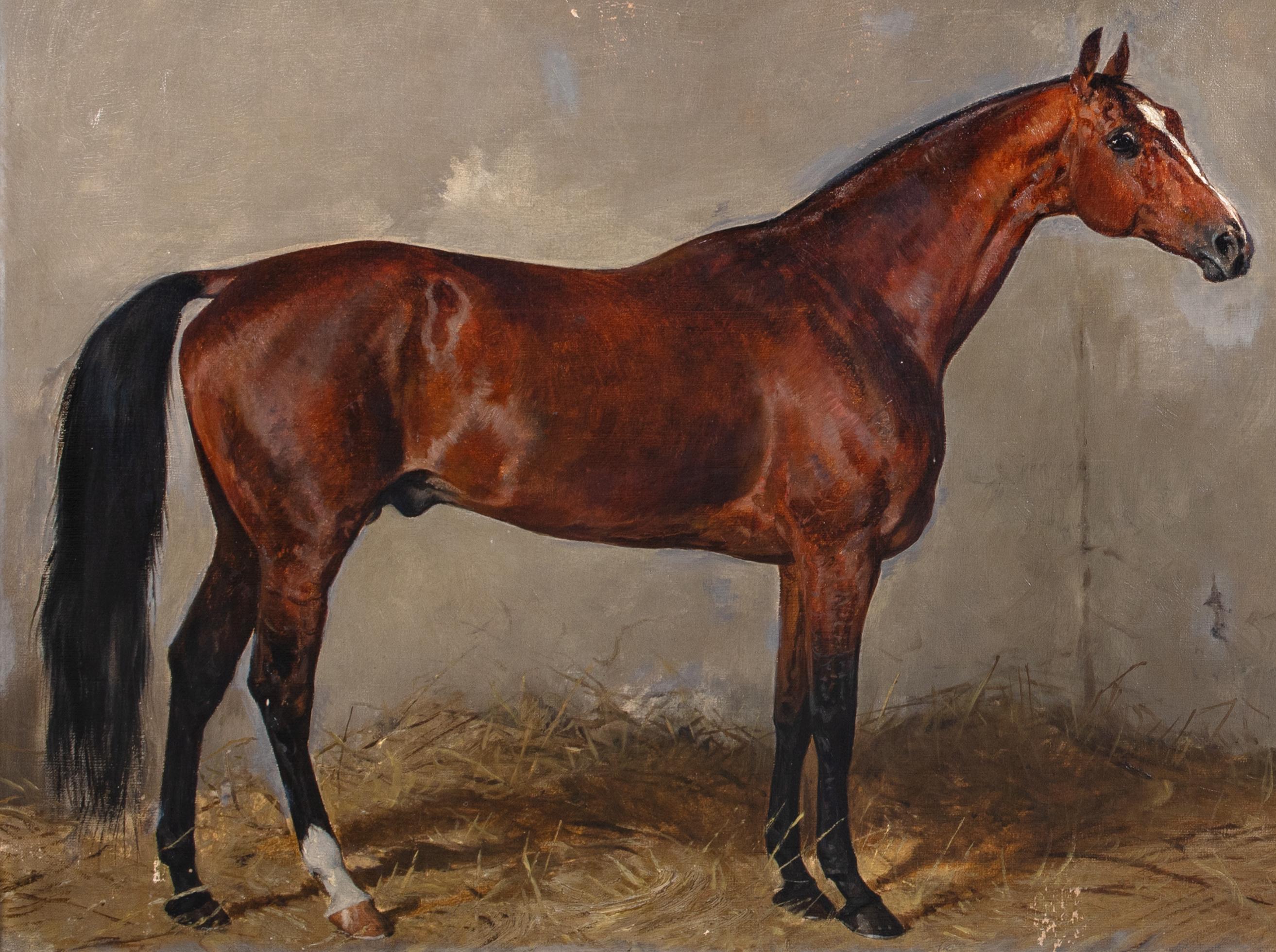 Ritratto del cavallo castagno Cavallo preferito da Franz Joseph I d'Austria 3