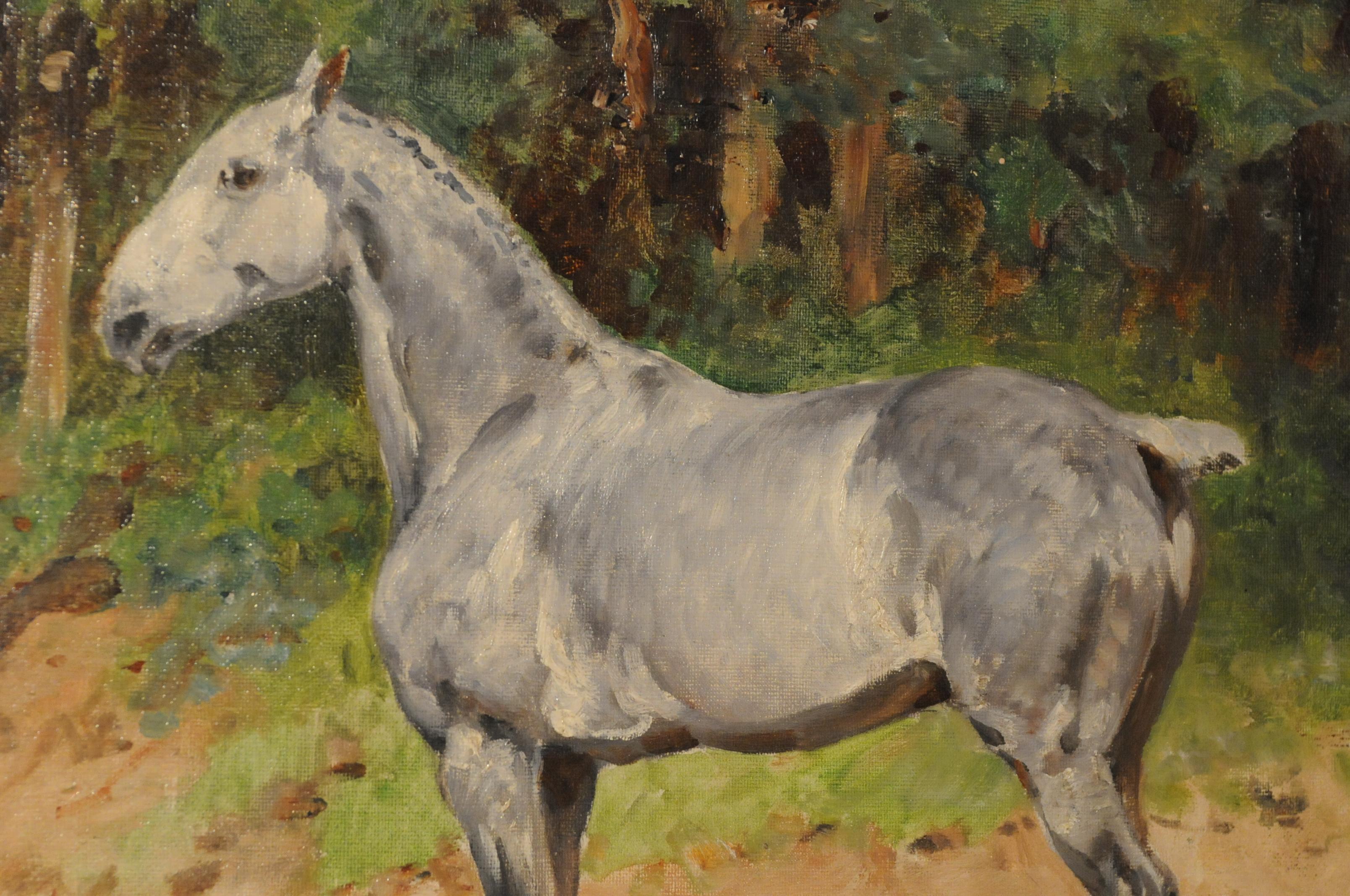 schimmel horse shop