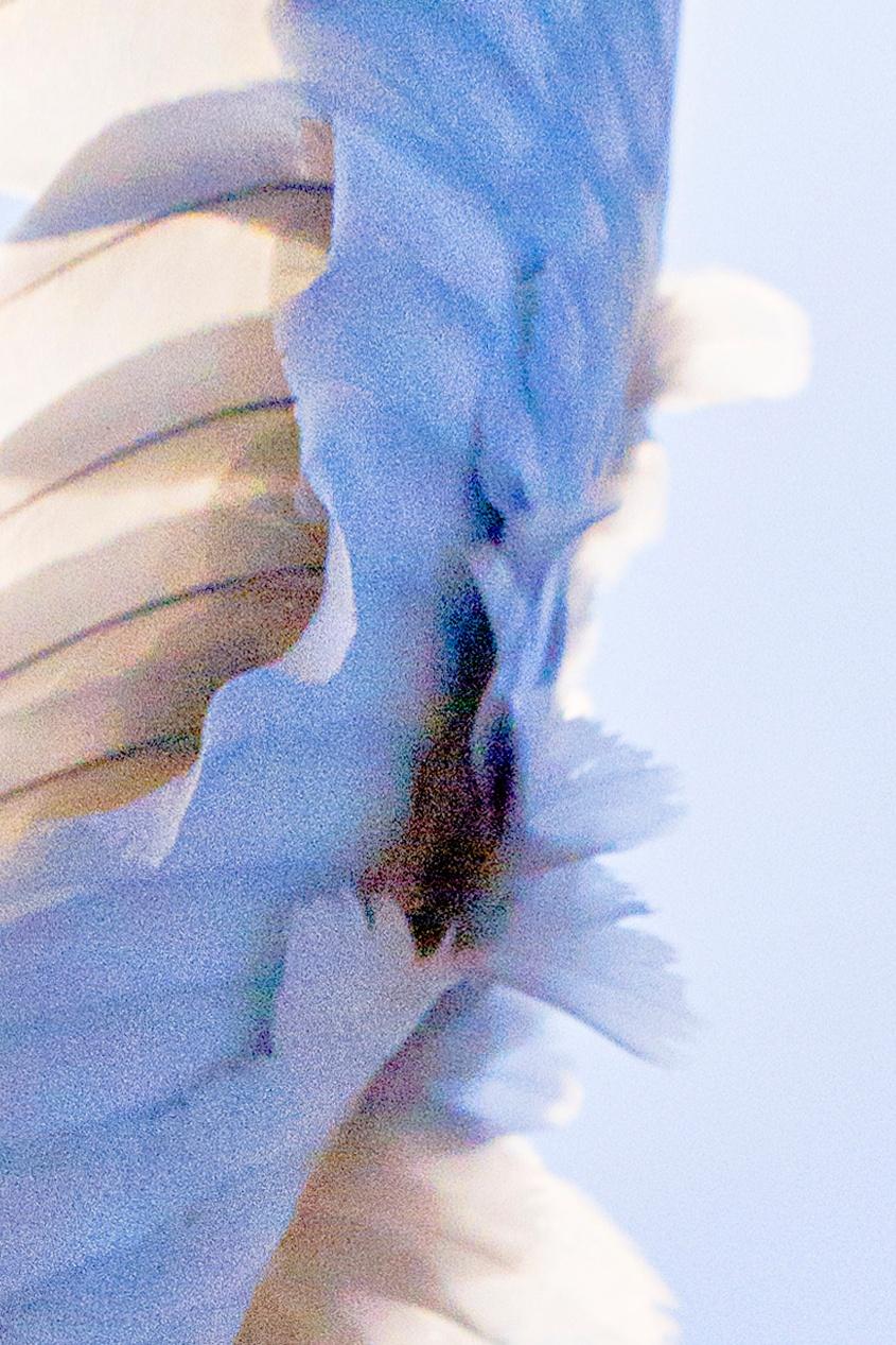un'ala #01, dal progetto 'Lucid Dream' - Jun Ahn, Fotografia d'arte in vendita 1