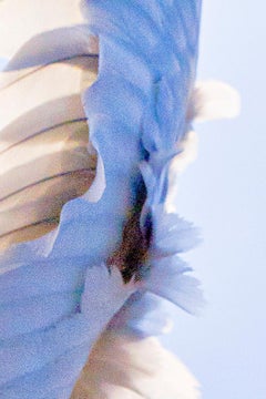a Wing #01, from the project 'Lucid Dream' – Jun Ahn, Fine Art Photography