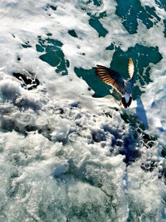 Catch #001 - Jun Ahn, Zeitgenössische Fotografie, Natur, Wasser, Meer, Vogel, Kunst